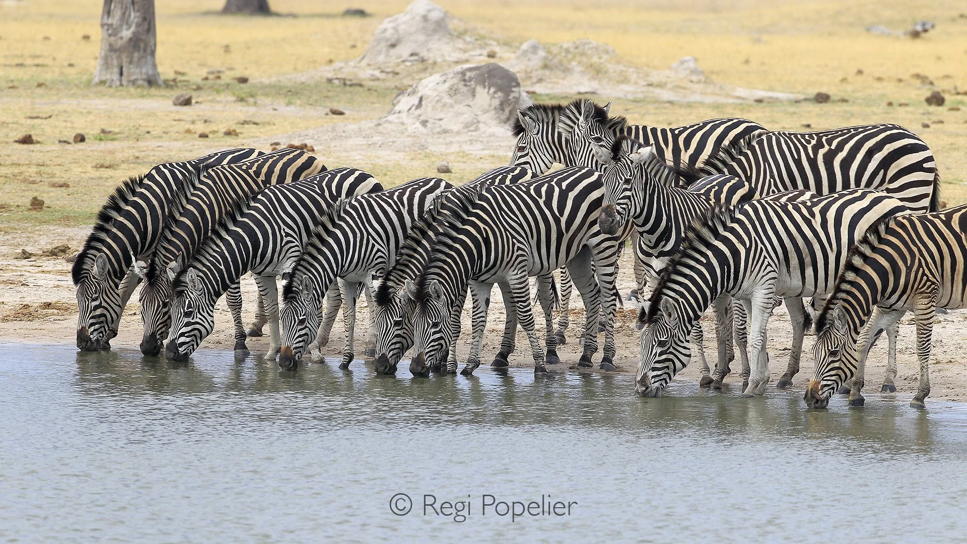 ZIM009 - Zebras in line , thirty but alert while quenching their thirst.  