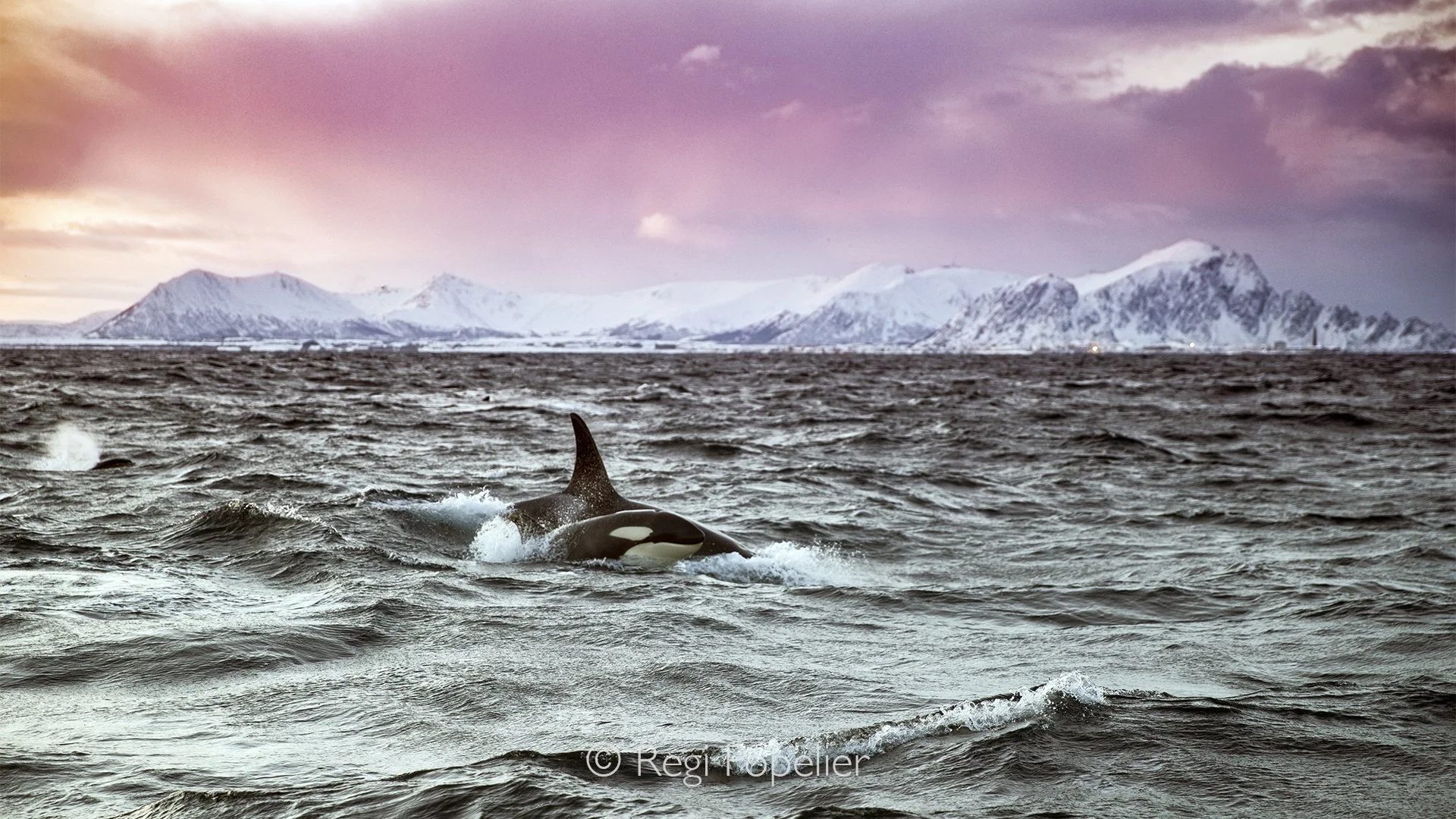 NORWAY029 - As the sun slowly approaches the horizon, a family of orcas travels through tranquil waters, reminding us of the intelligence and social bonds that define these remarkable predators.