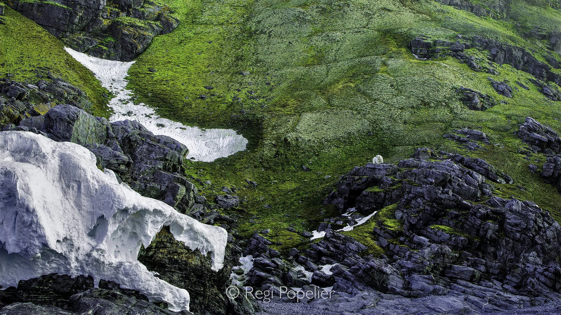 NPOLE054 - From afar, a polar bear rests peacefully among the rocks, framed by ice and rugged stone formations. Behind it, the mountains and moss covered cliffs create a remarkable palette of white, grey, black, and vibrant green, a beautiful reminde