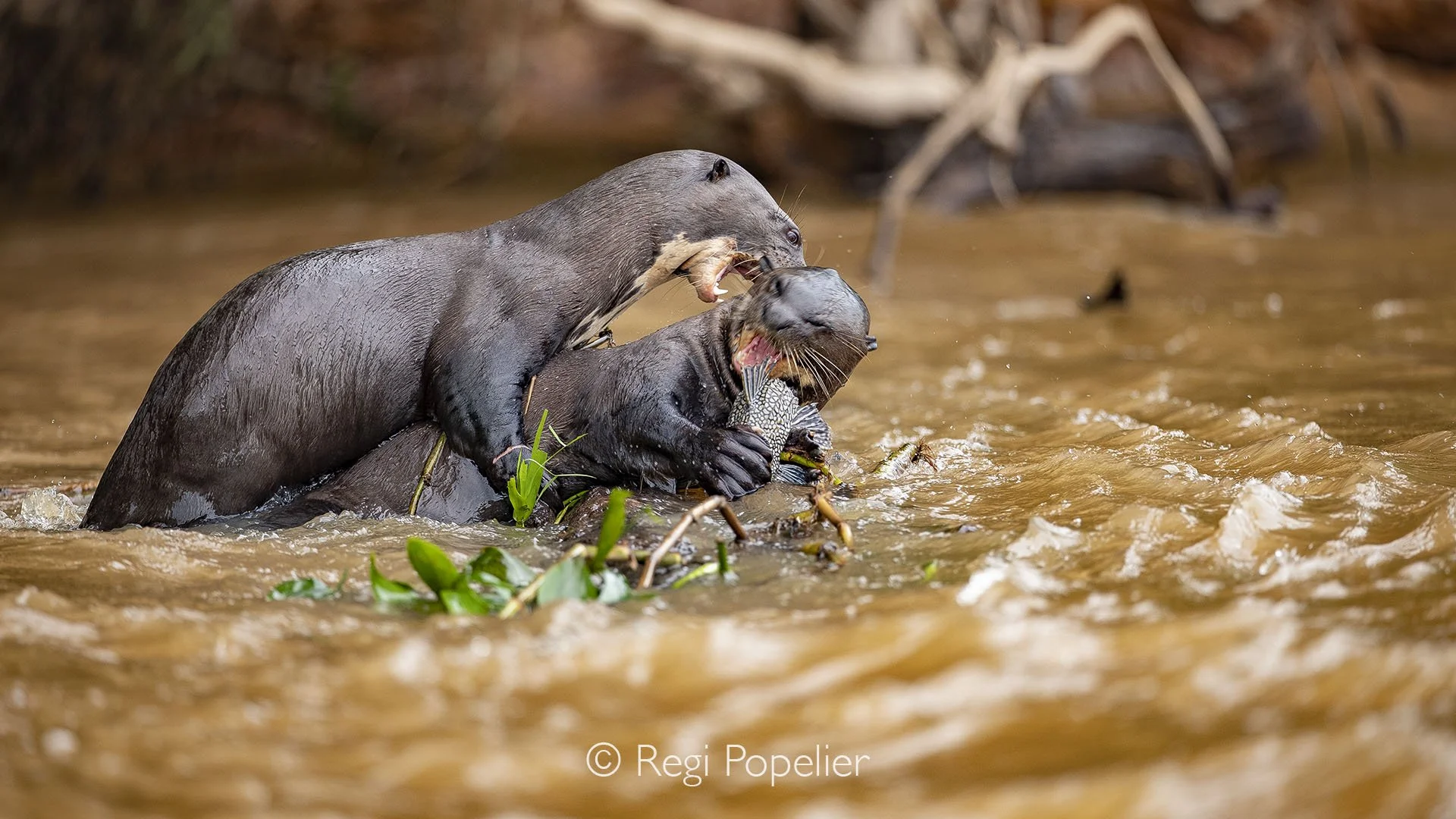 BRA025 - Two giant river otters clash over a meal while res ting a riverborne tree chunk, an intense glimpse of rivalry, survival, and playful aggression in the heart of the Amazon.