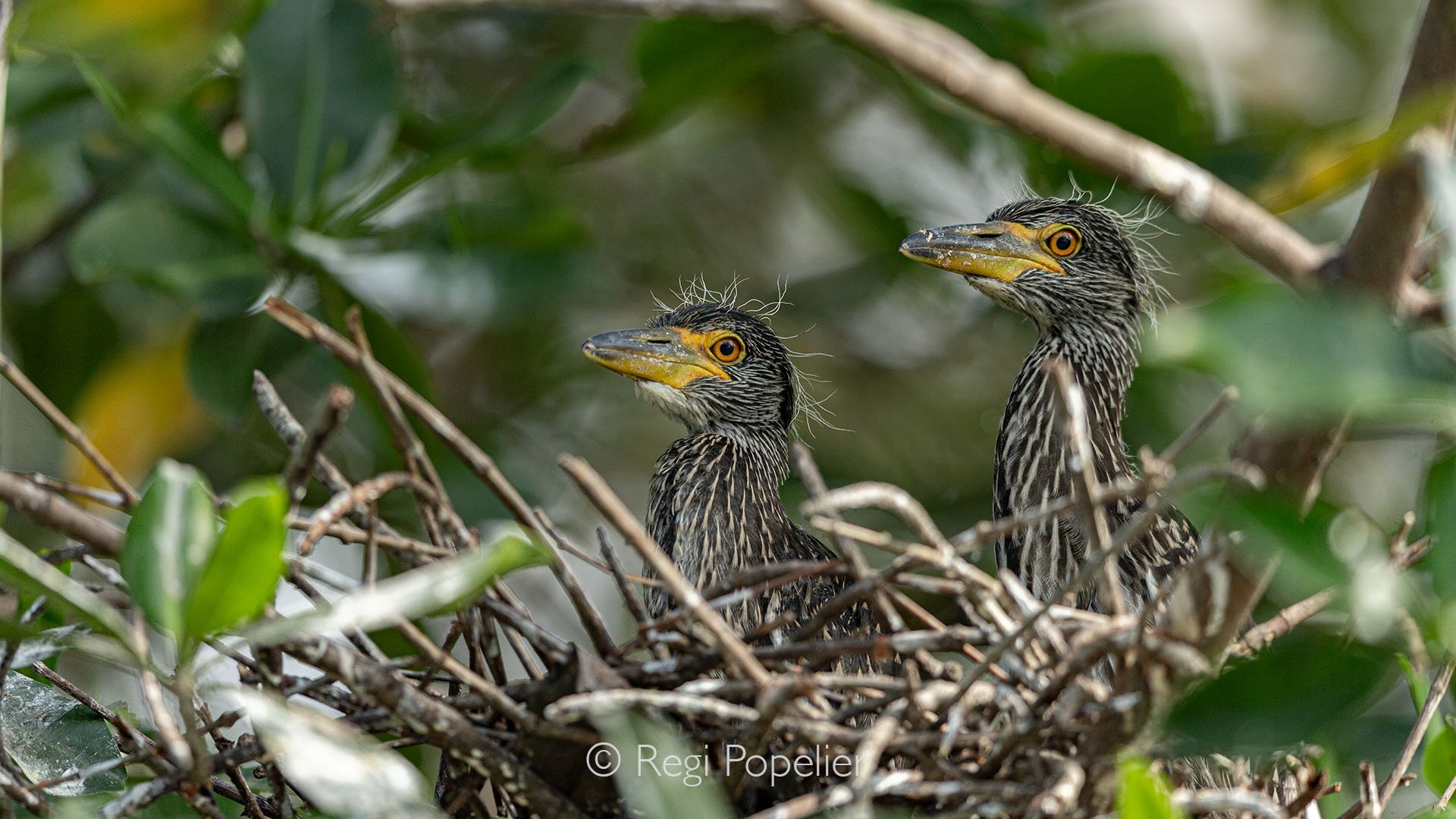 EQ006 - Two juvenile Yellow-crowned Night Herons watch us intently from the water’s edge, their alert eyes following every movement as we glide past in our boat.