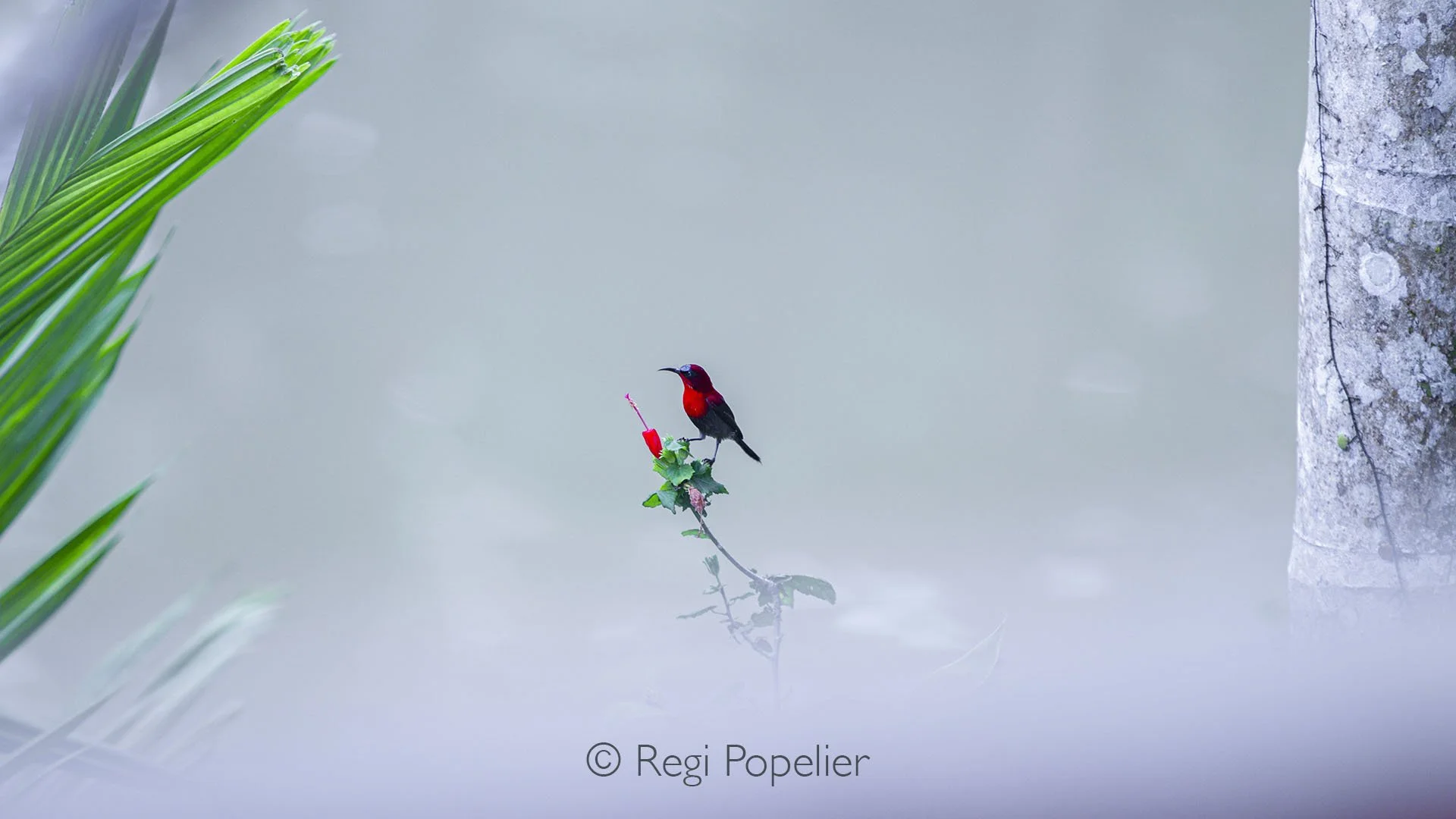 BOR006 - Crimson Sunbird perched gracefully on a branch, the vibrant jewel of Borneo’s tropical forests.