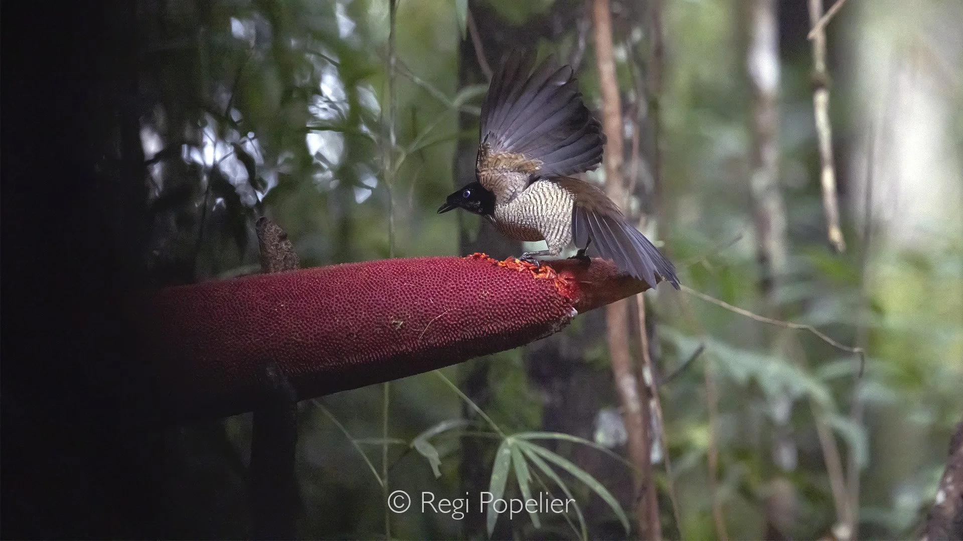 INDO084 - Female of the western Parotia.