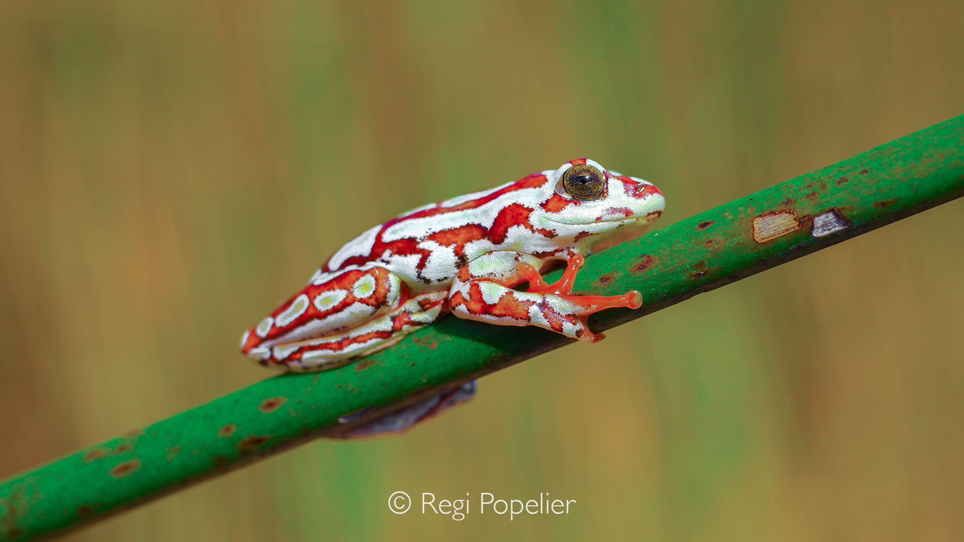 BOTS007 - Tiny marvels of the wild, a bell frog clinging to a reed, proof that beauty comes in every size.