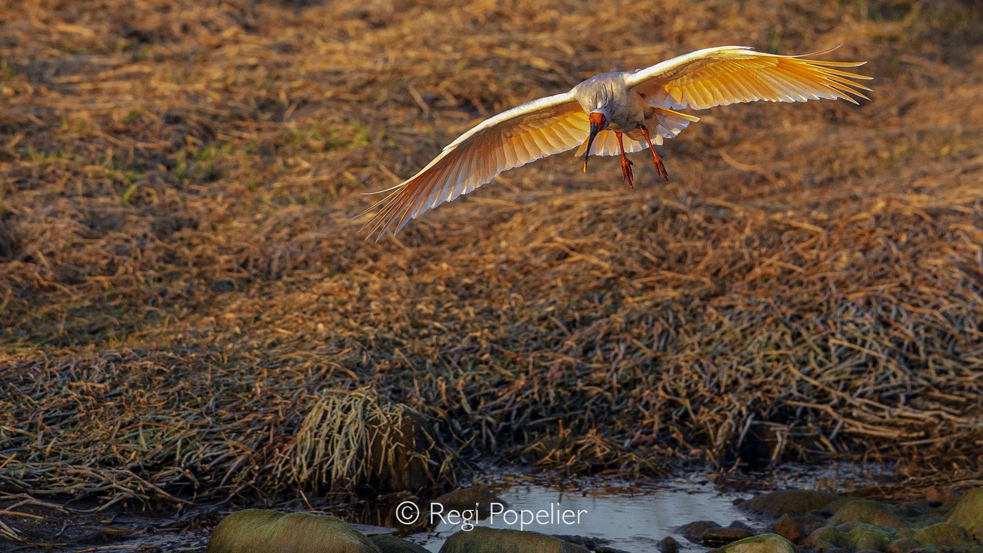 CHIN012 - Another perfect landing of the crested ibis at sunset , light play's a key role here. 