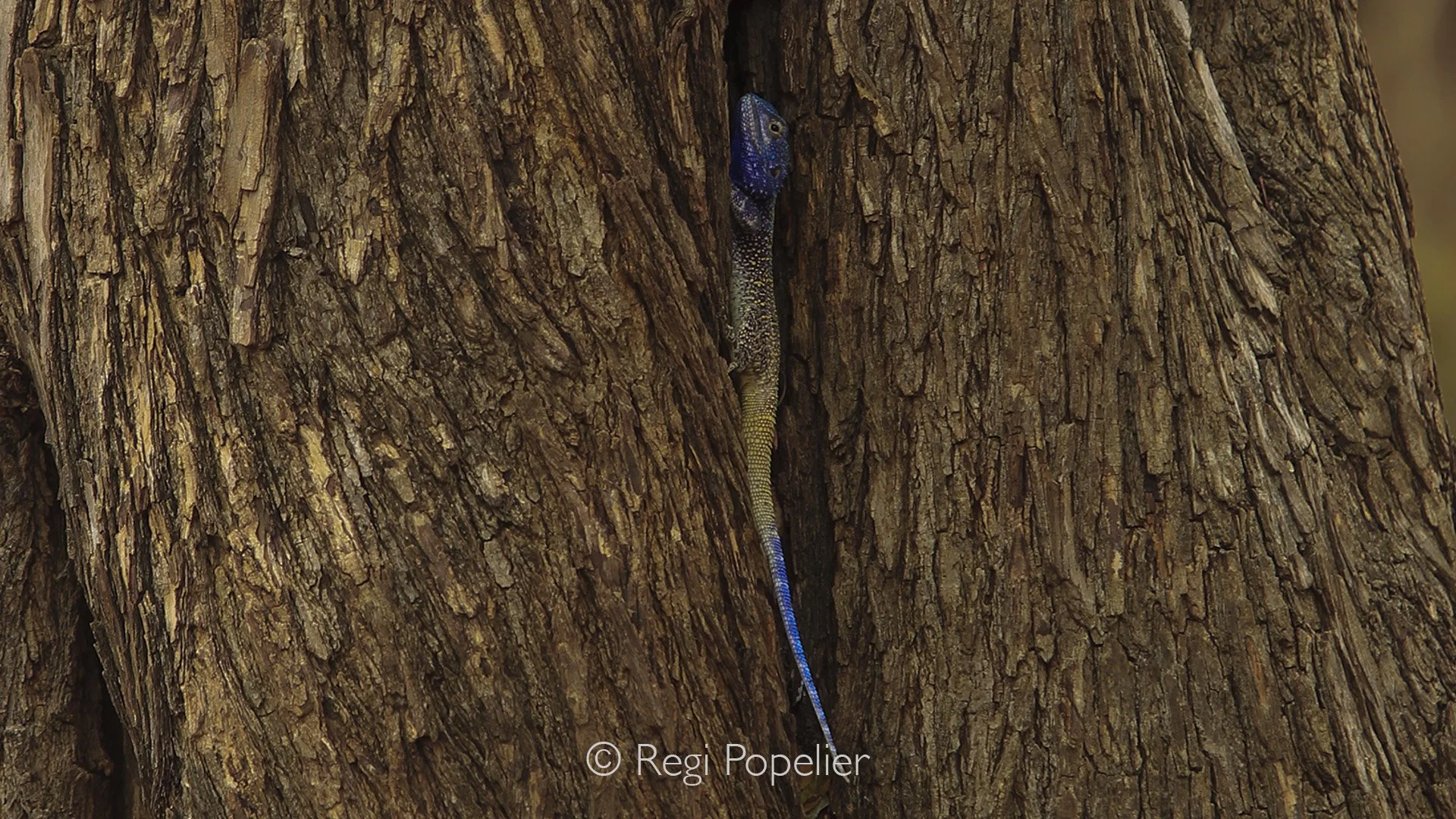 ZAMBIA012 - Blue headed agama lizard