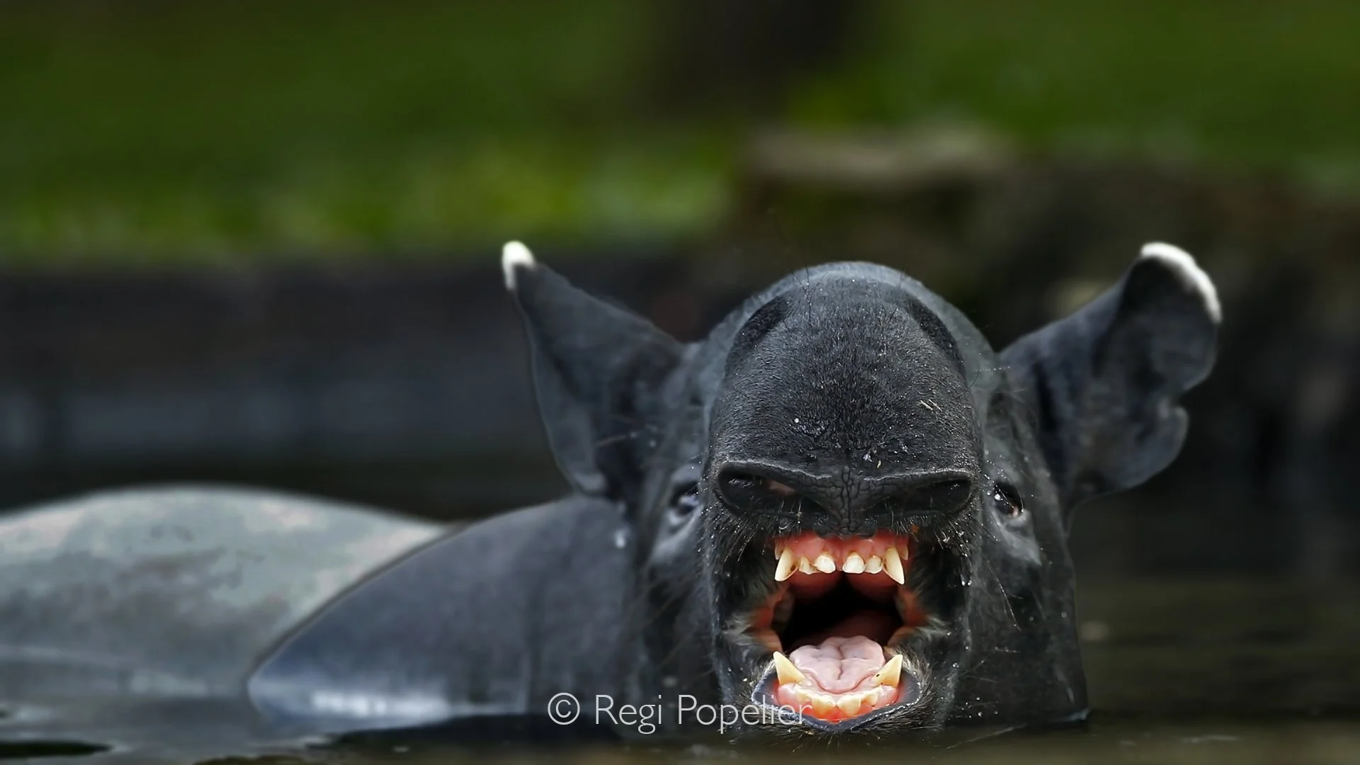MALAS036 -  Malayan Tapir showing his teeths , a remarkable sighting.  