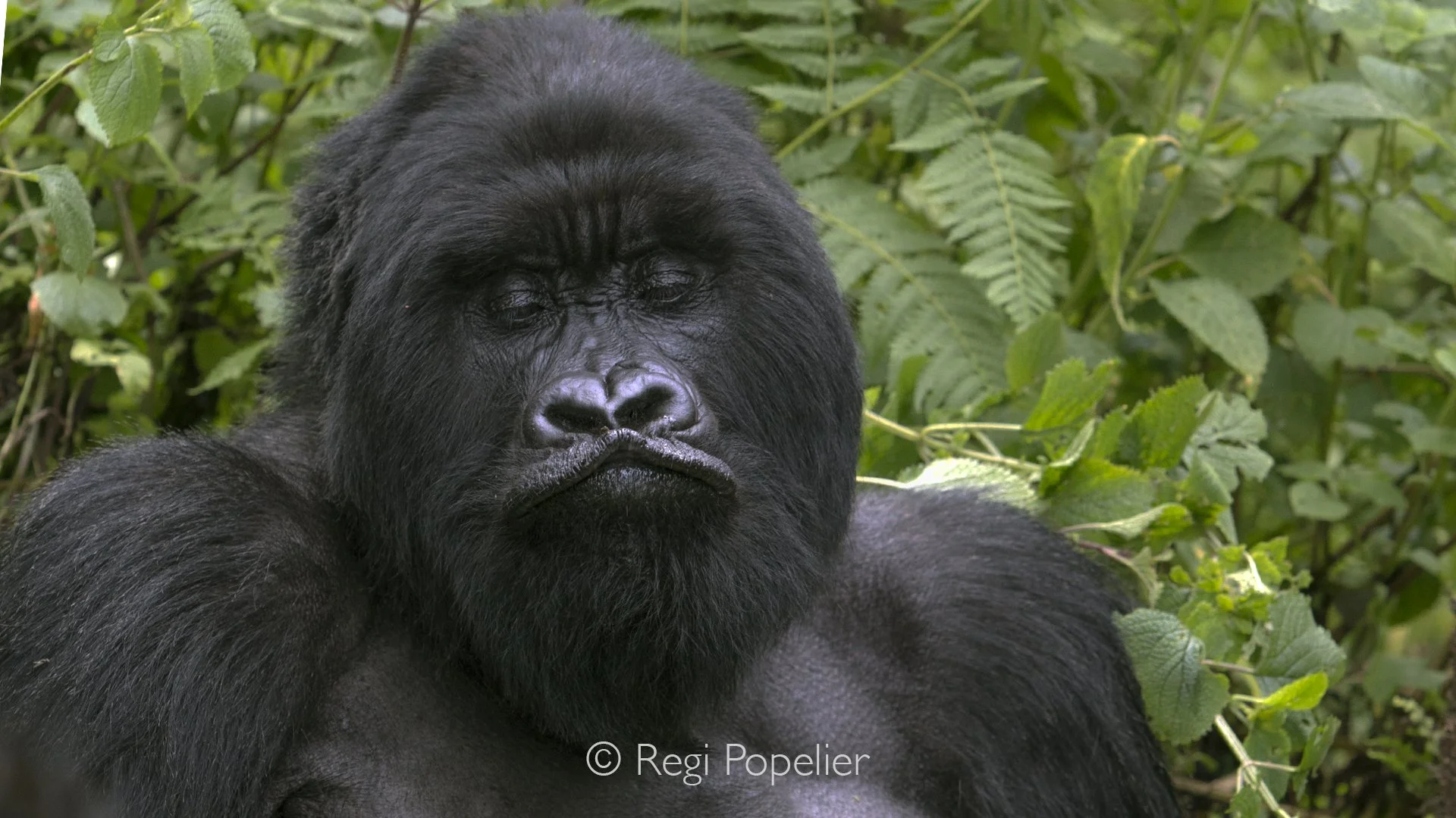 RWANDA027  - Deep grunts echo through the bamboo as the silverback delivers a brief display of dominance, quickly restoring order before returning to complete calm.