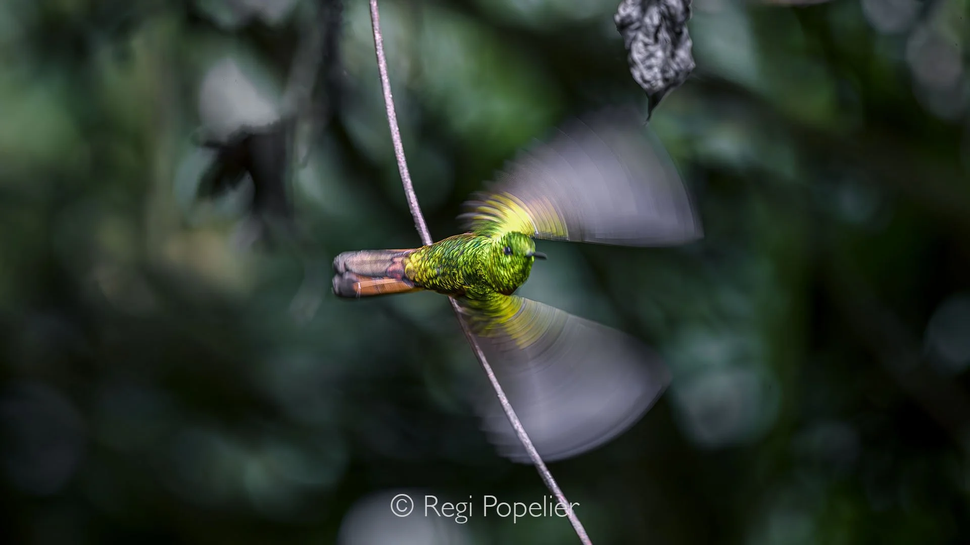 EQ022 - Chestnut-breasted in his take off.