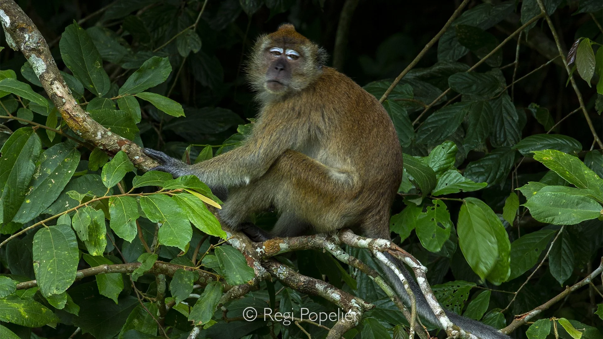 MALAS026 - Wild Monkey  near Telaga Tujuh , Langkawi.