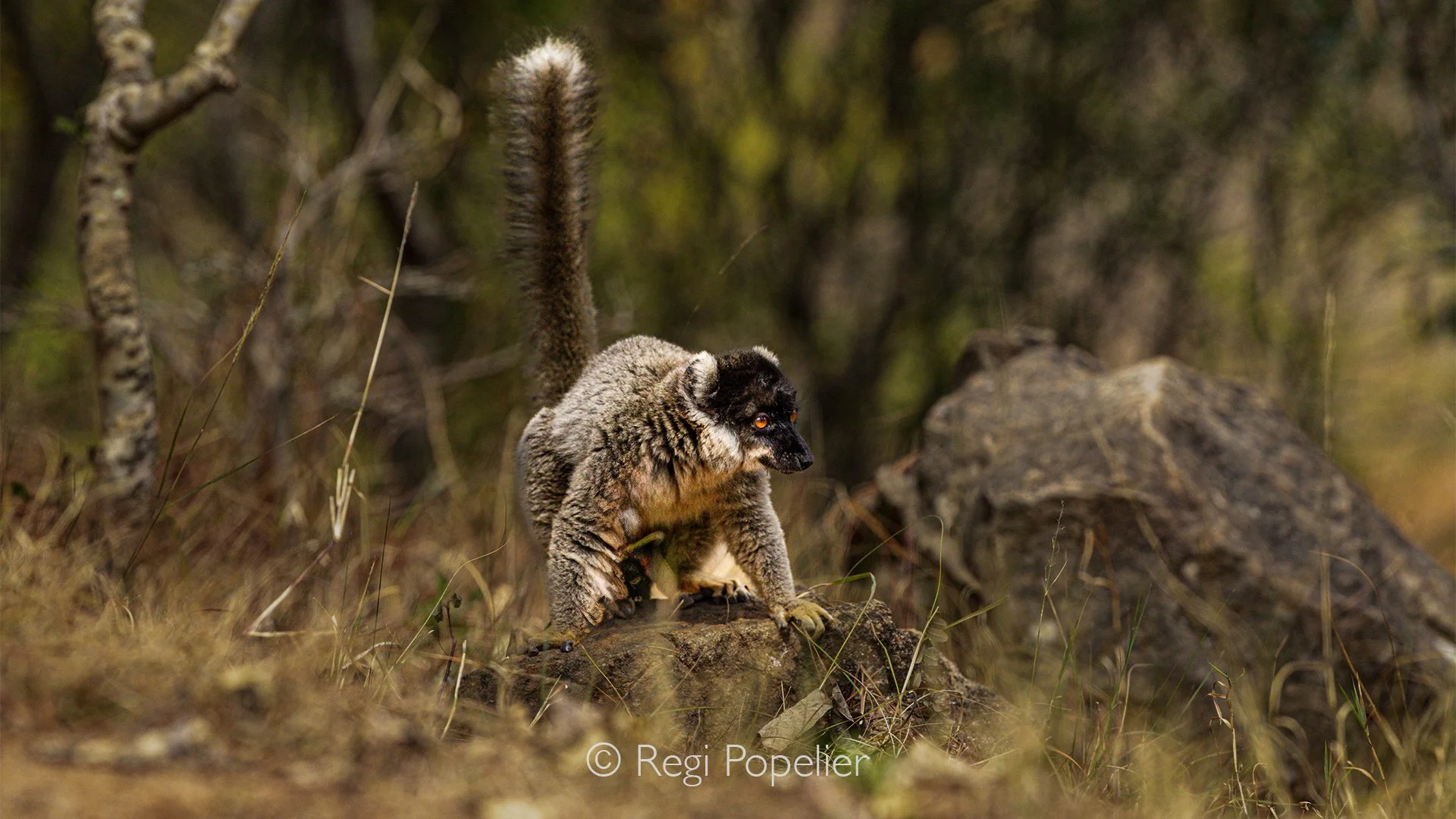 MADA054 - Mongoose Lemur 