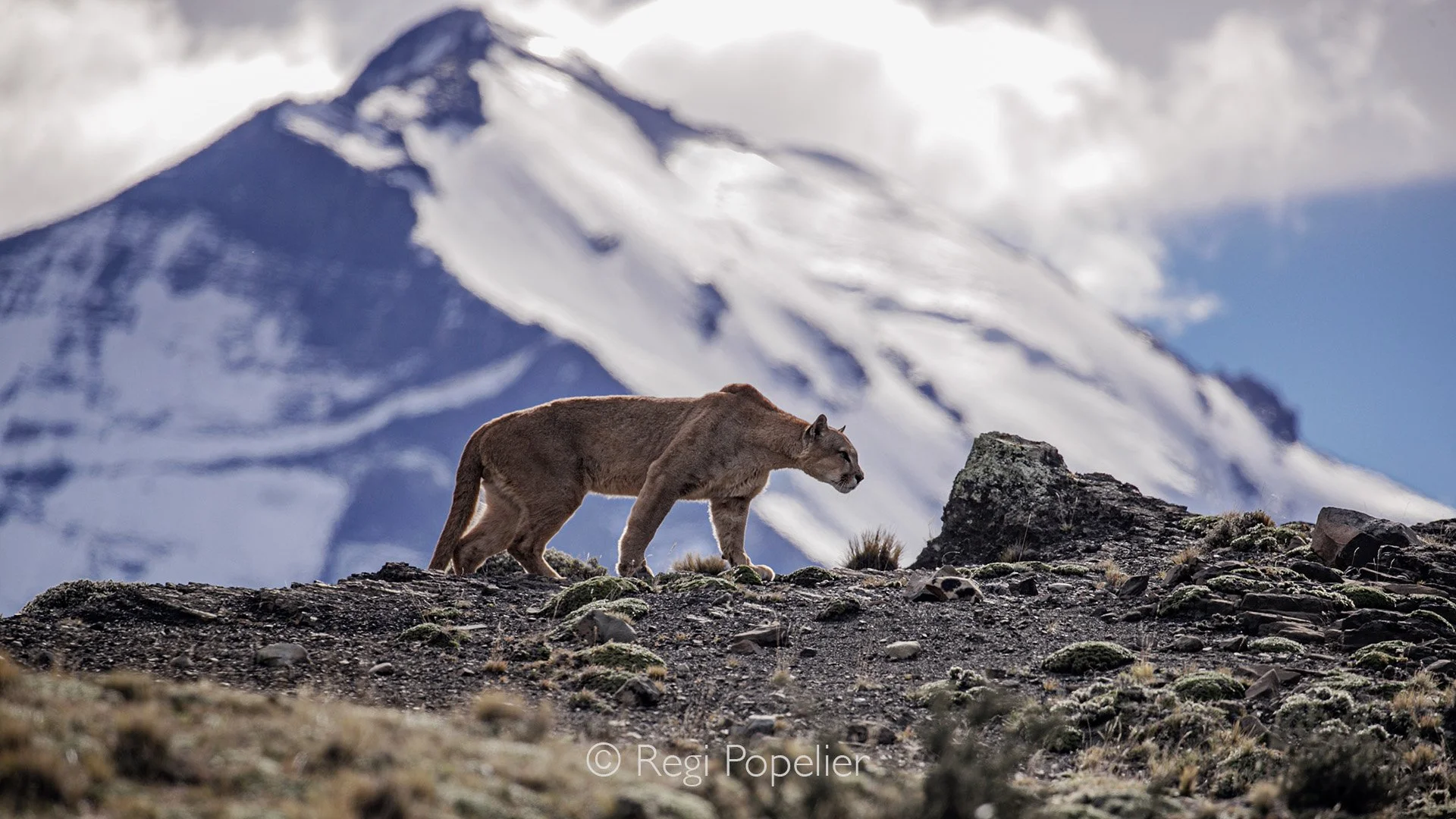 CHILI033 - The first glance of a cougar male. 