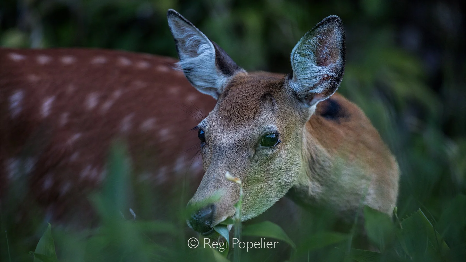 JAP018 - Close up from a female Sika deer (serves nippon ) 