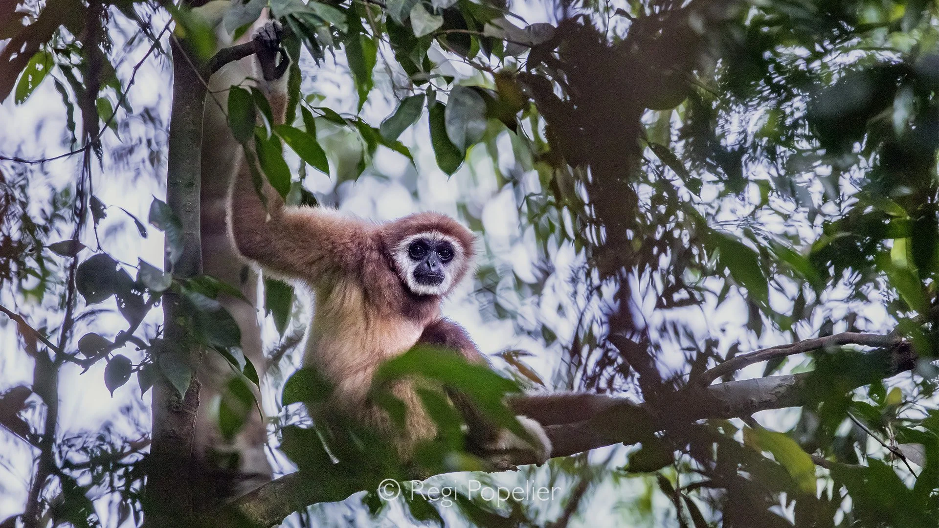 INDO065 - Gibbon at our second visit in Kalimantan. 
