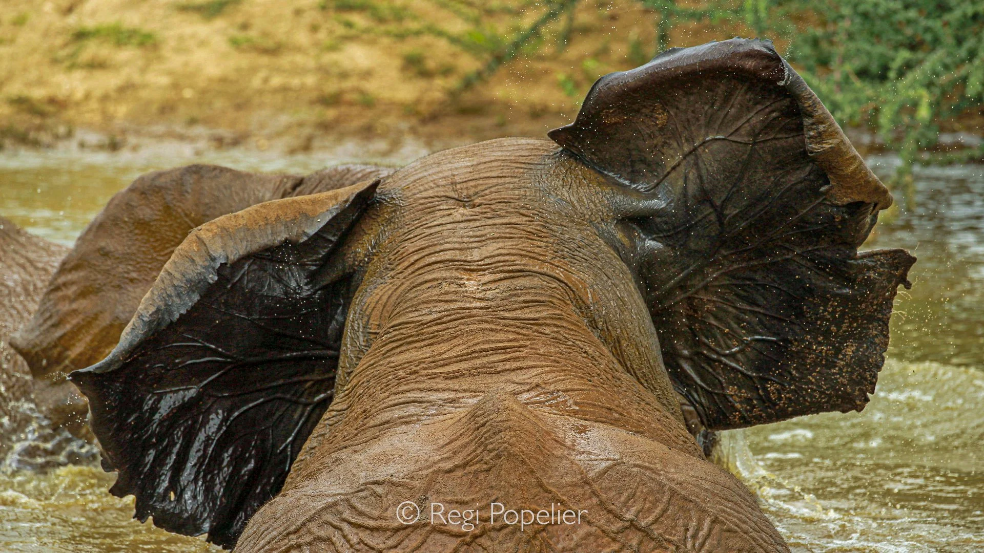 Namibia019 - Anatomy of cooling: The prominent veins visible on the back of the ears act as natural radiators to dissipate body heat.