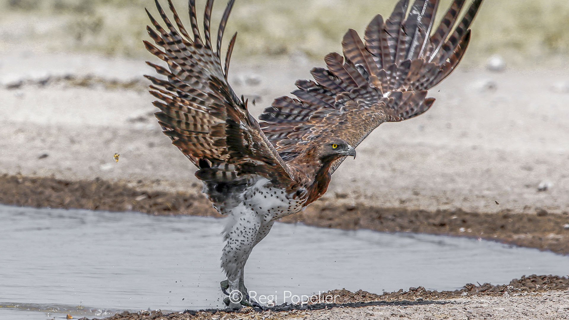 BOTS018 - Quenched and alert, the martial eagle prepares for flight, the sky awaiting the mastery of his wings.