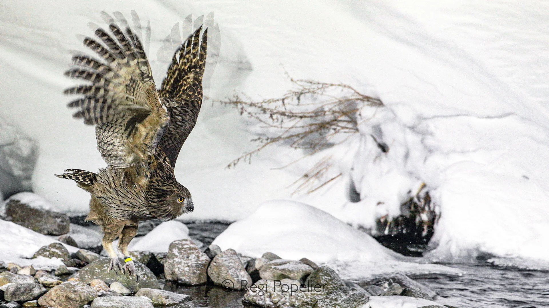 HOK032 - The endangered Blakiston Owl in action at evening 