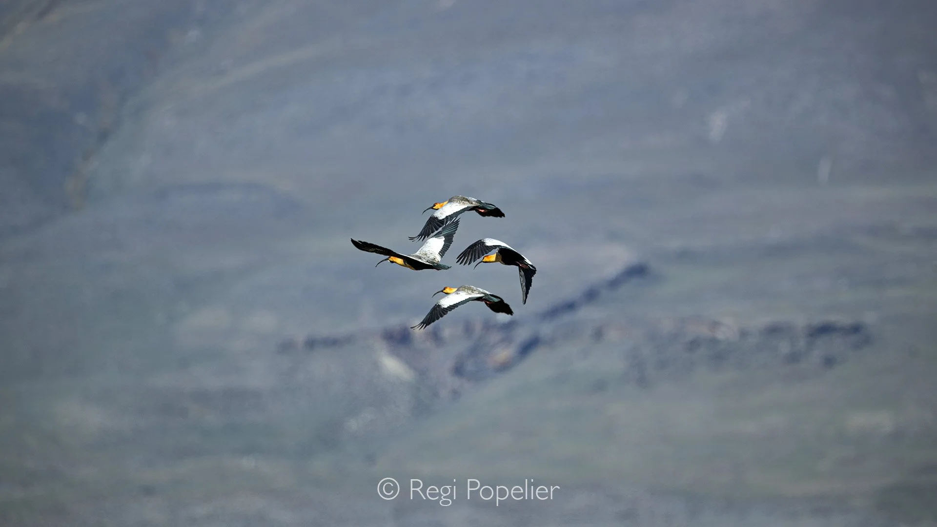CHILI020 - a small flock of Bandurria birds against the backdrop of the mountains 