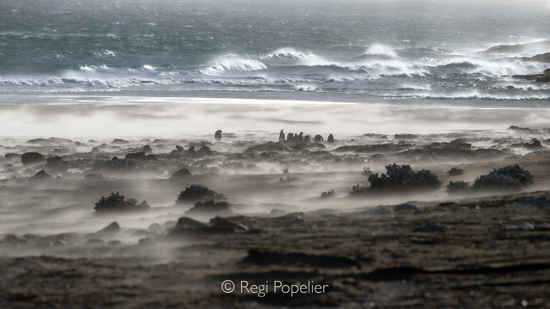 FAL012 - Foreground, motion, and dramatic skies highlight the penguins’ resilience in heavy weather.