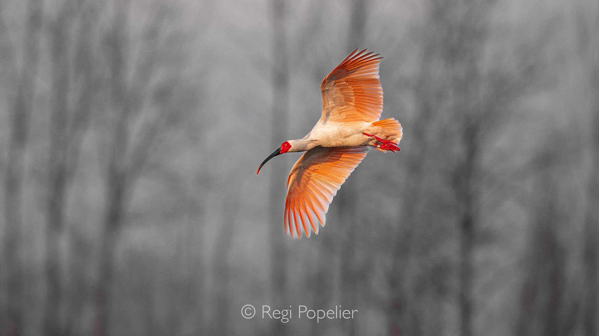 CHIN007 - An ibis glides gracefully to land, its wings catching the warm glow of the sun’s last rays.