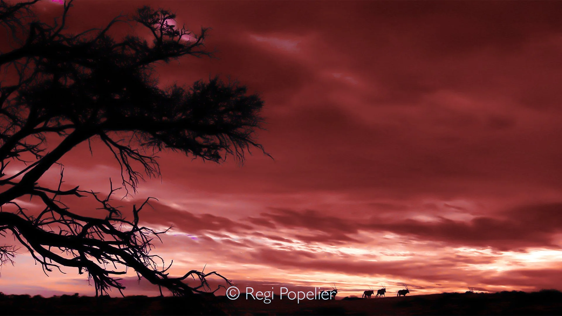 South Africa002 - As the distance grows, so does the grandeur of the Kalahari. The same oryx now appears as a delicate silhouette against a sky that has surrendered to deep crimson and glowing orange. The fiery heavens seem to stretch forever, dwarfi