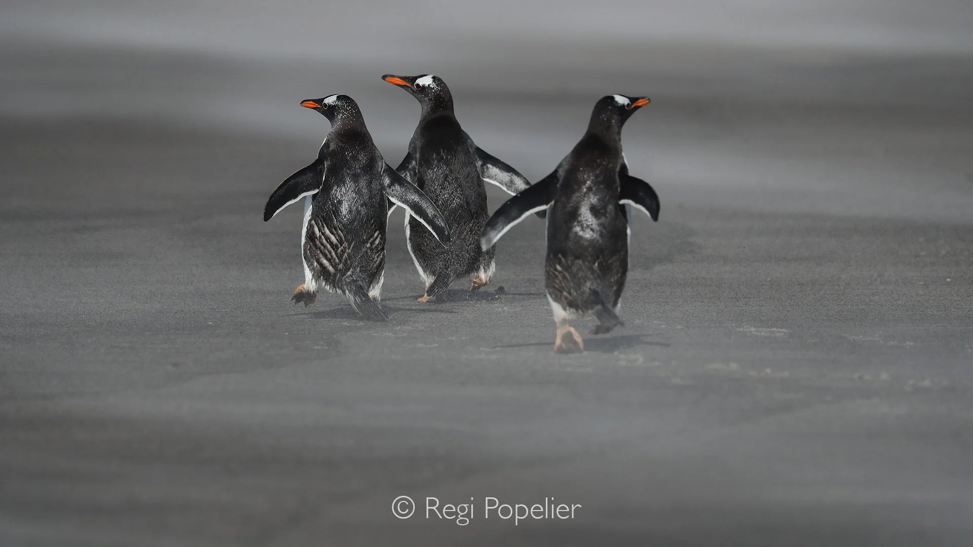 FAL046  - Gento pengiuns on their way to the sea walking in a storm on the basalt colored sand. 