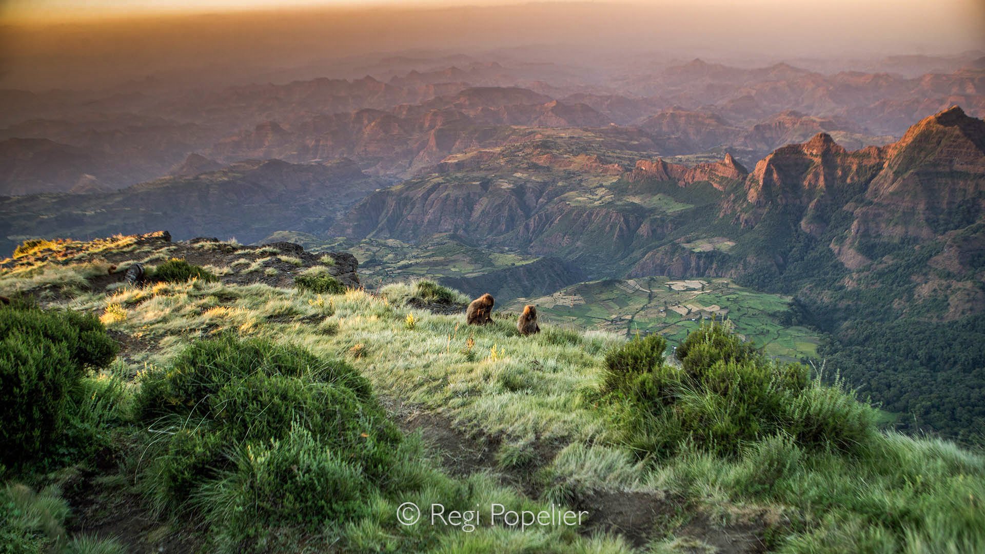 ETH061 - At early morning, gelada baboons bask in the first rays of the sun, warming themselves against the backdrop of an immense, awe-inspiring landscape.