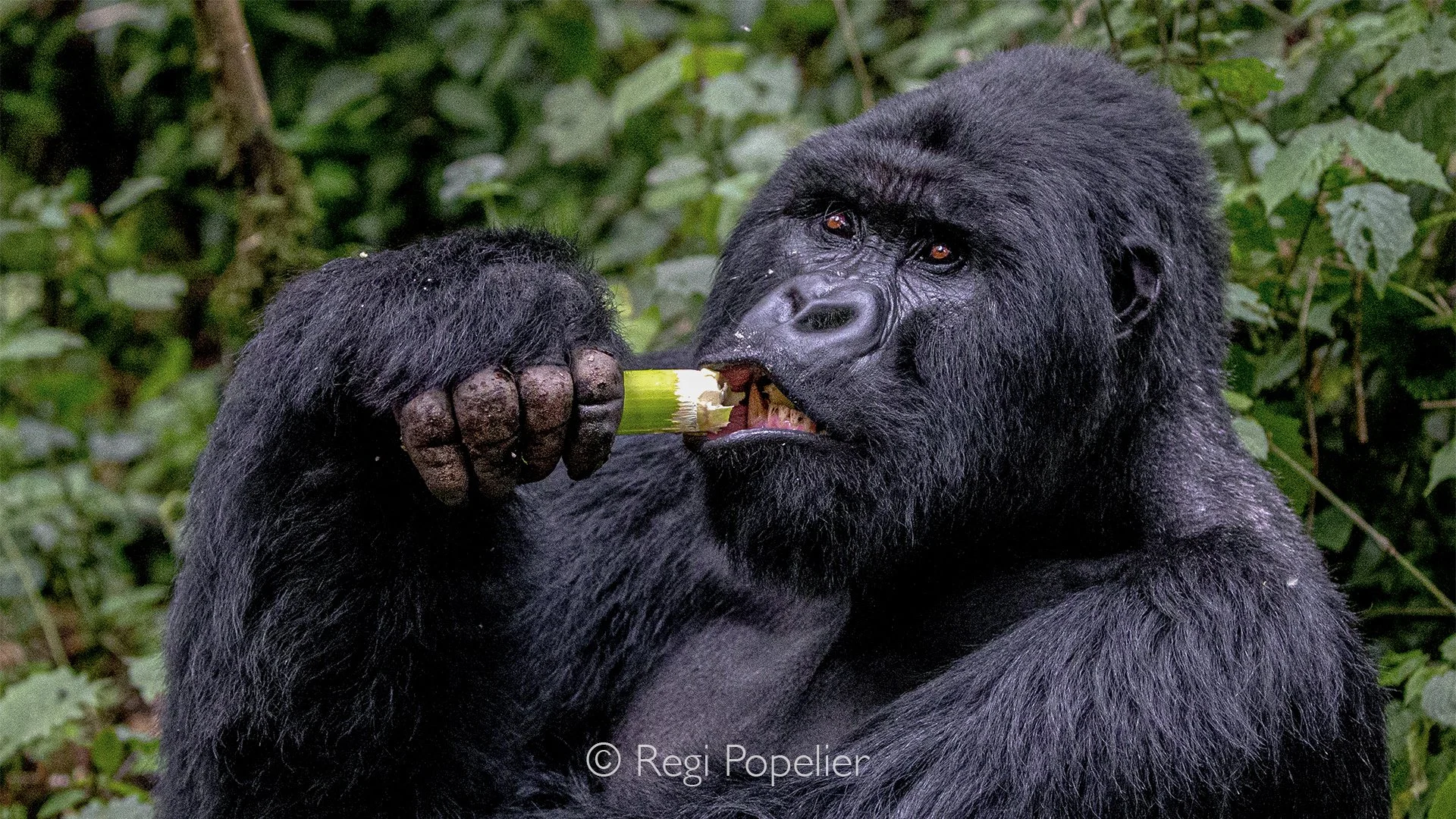 RWANDA023  - Every movement of the silverback is deliberate. Thick bamboo stems crack effortlessly between his powerful jaws, while his calm expression reminds us that true strength rarely needs to be displayed.