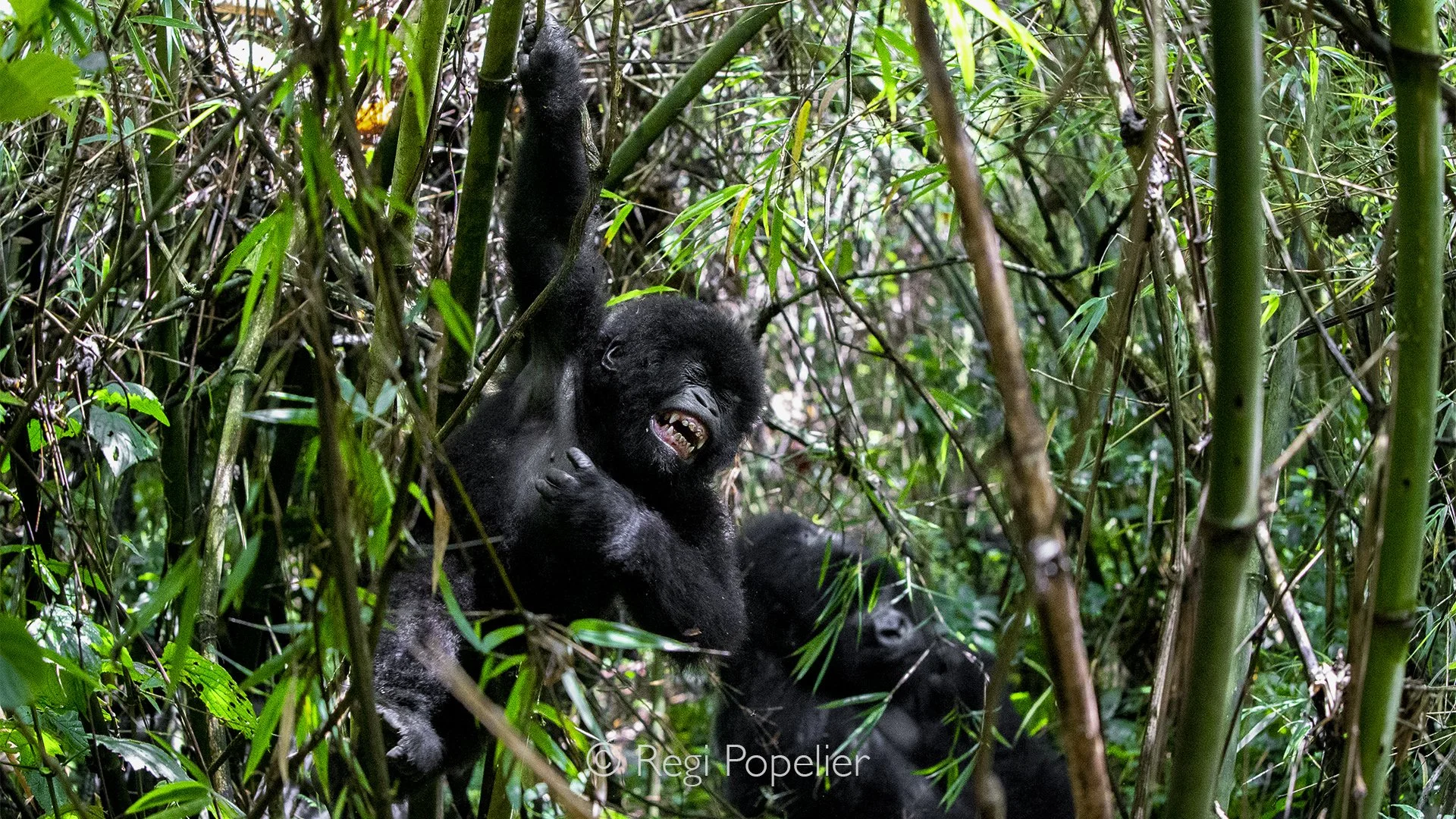 RWANDA005  - A young gorilla hangs effortlessly from a flexible bamboo stem, transforming the dense forest into its natural playground.