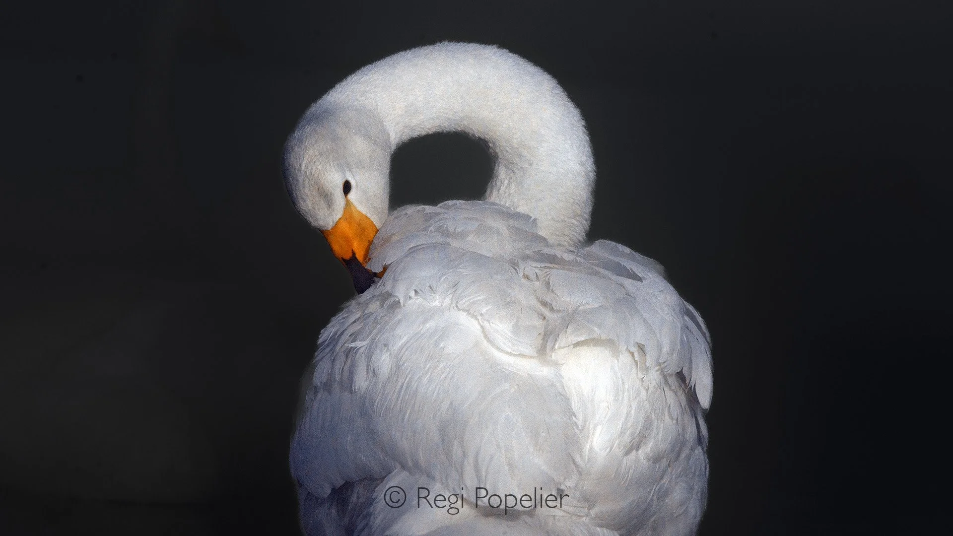 HOK038 - Close up of the whooper swan 