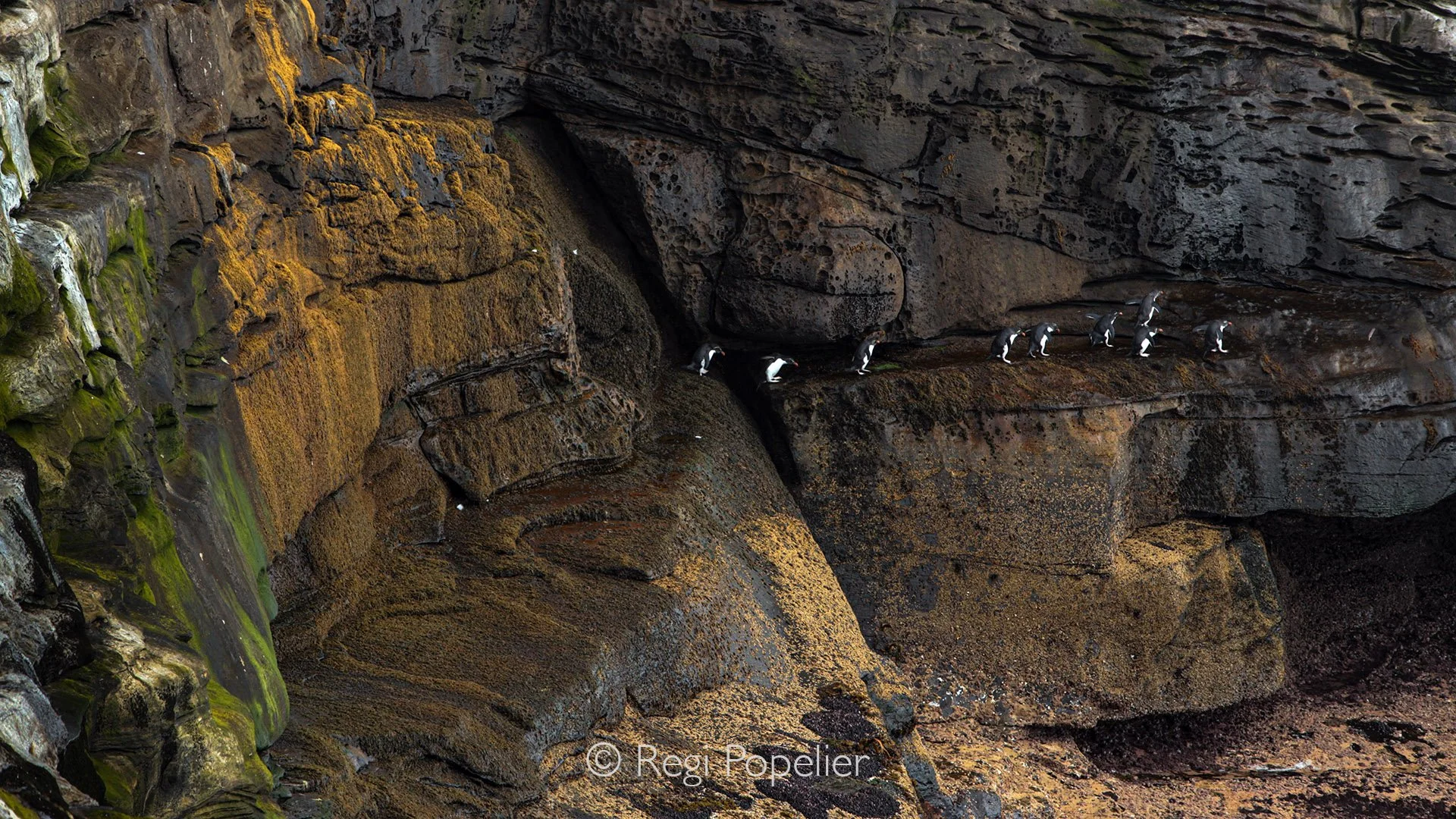 FAL019 - Capturing gentoo penguins returning from the sea, framed against the dramatic, colorful cliffs of Saunders Island.