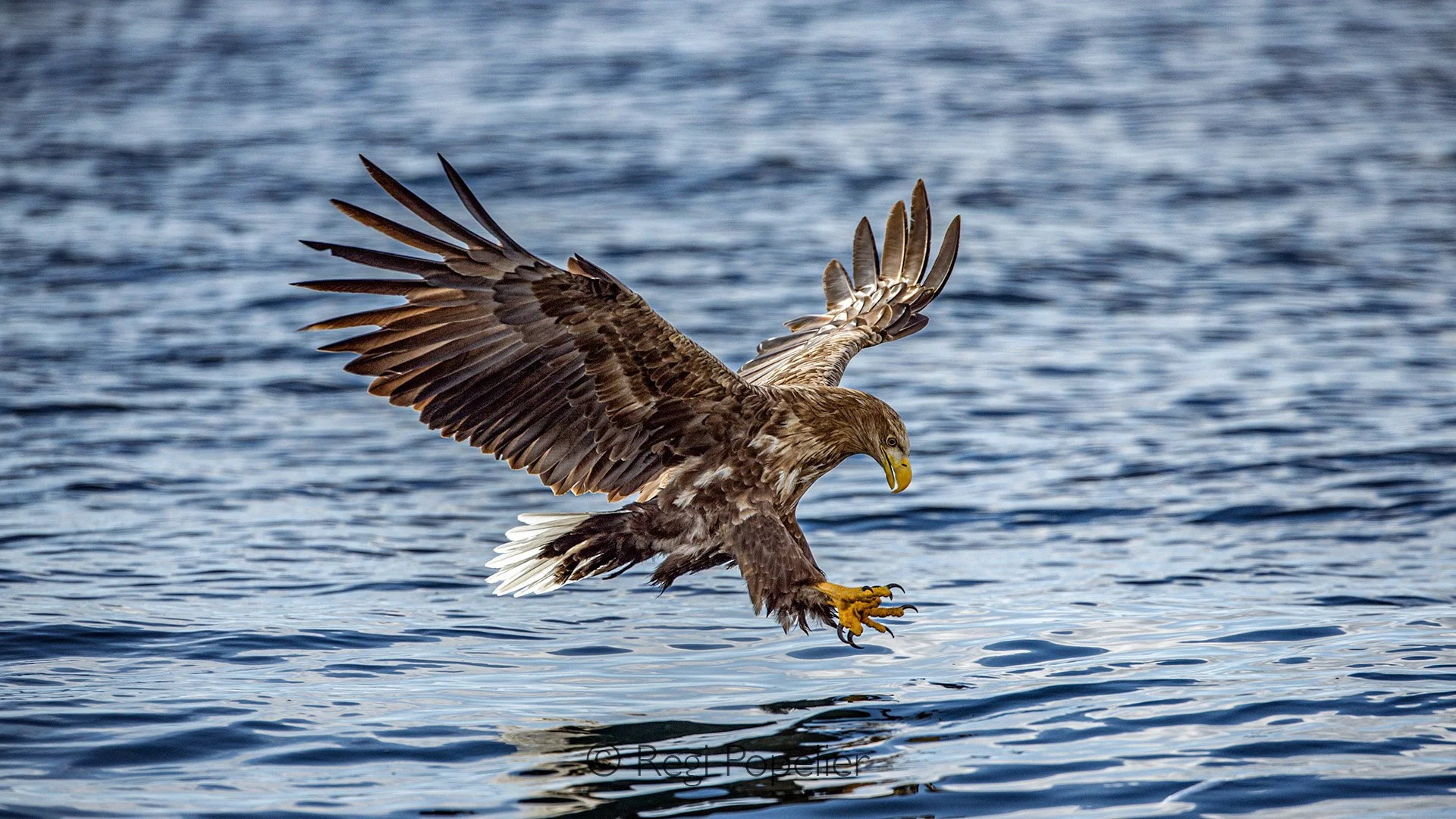 HOK050 - A second away from the crown fish 