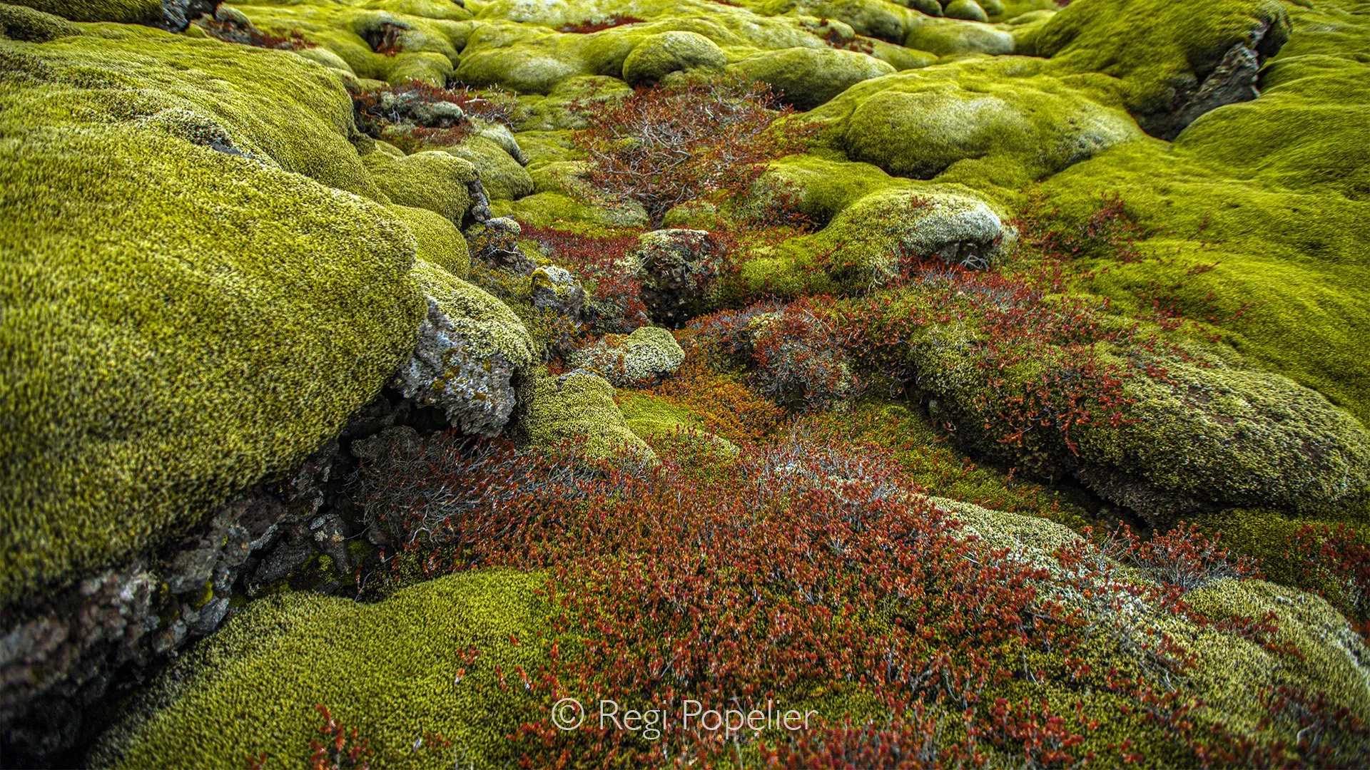 ICEL008 - They also call it Icelands signature, a feast for the photographer and nature lover  