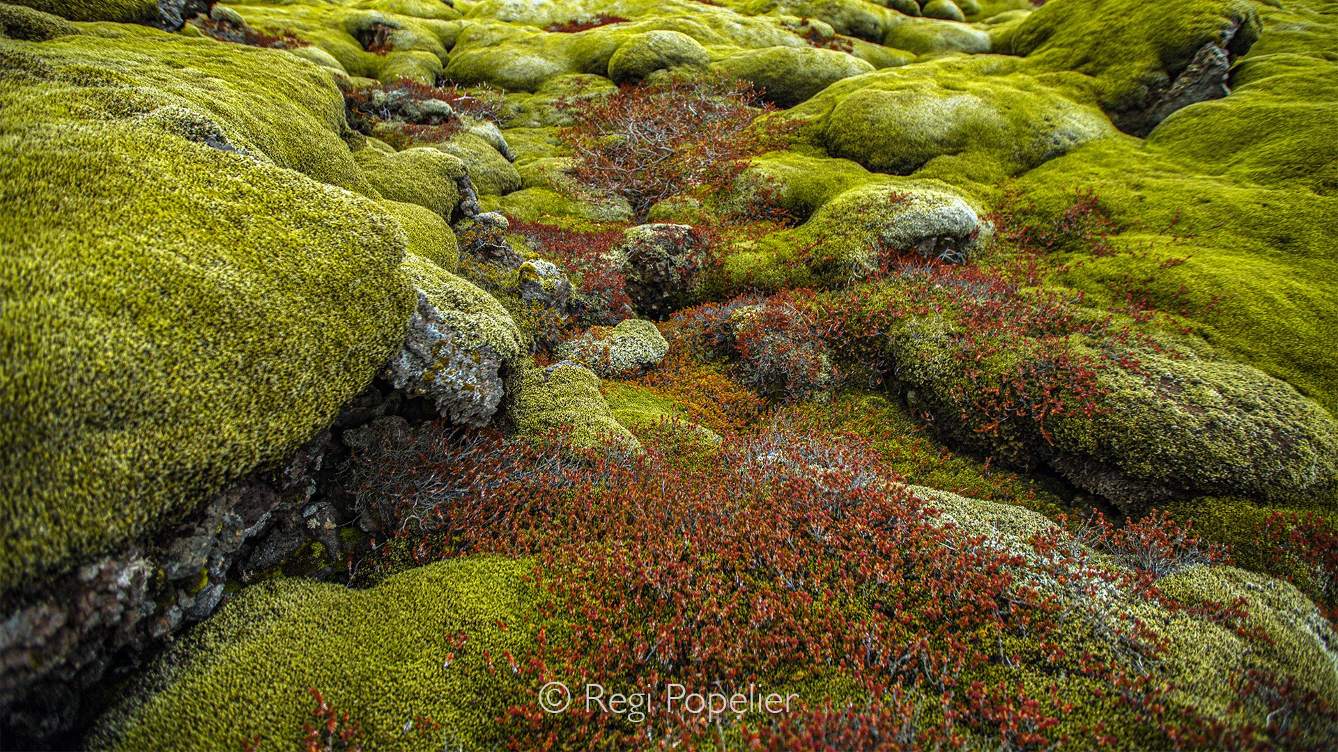 ICEL008 - They also call it Icelands signature, a feast for the photographer and nature lover.  