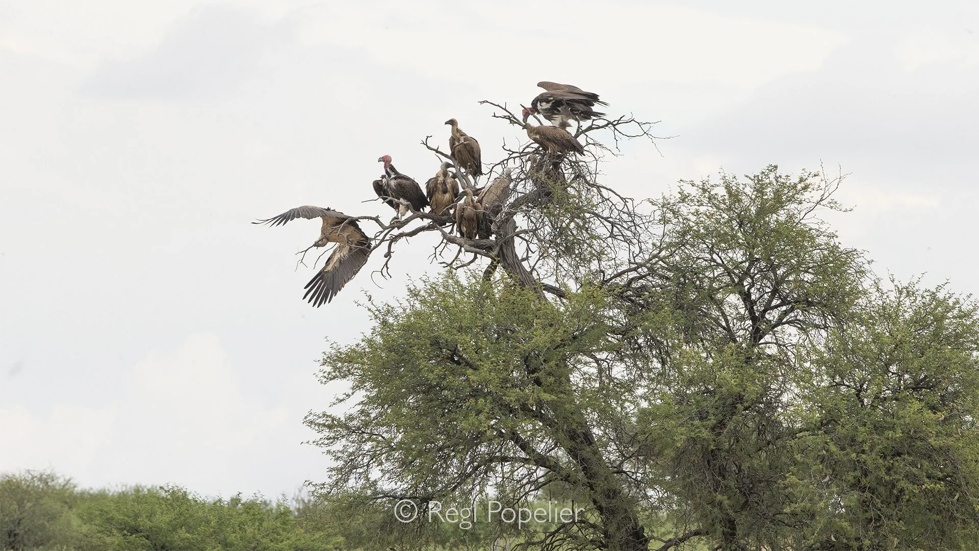 South Africa046 - High in the branches of a Kalahari tree, a group of vultures waits patiently, scanning the vast landscape below for the opportunity to feed.