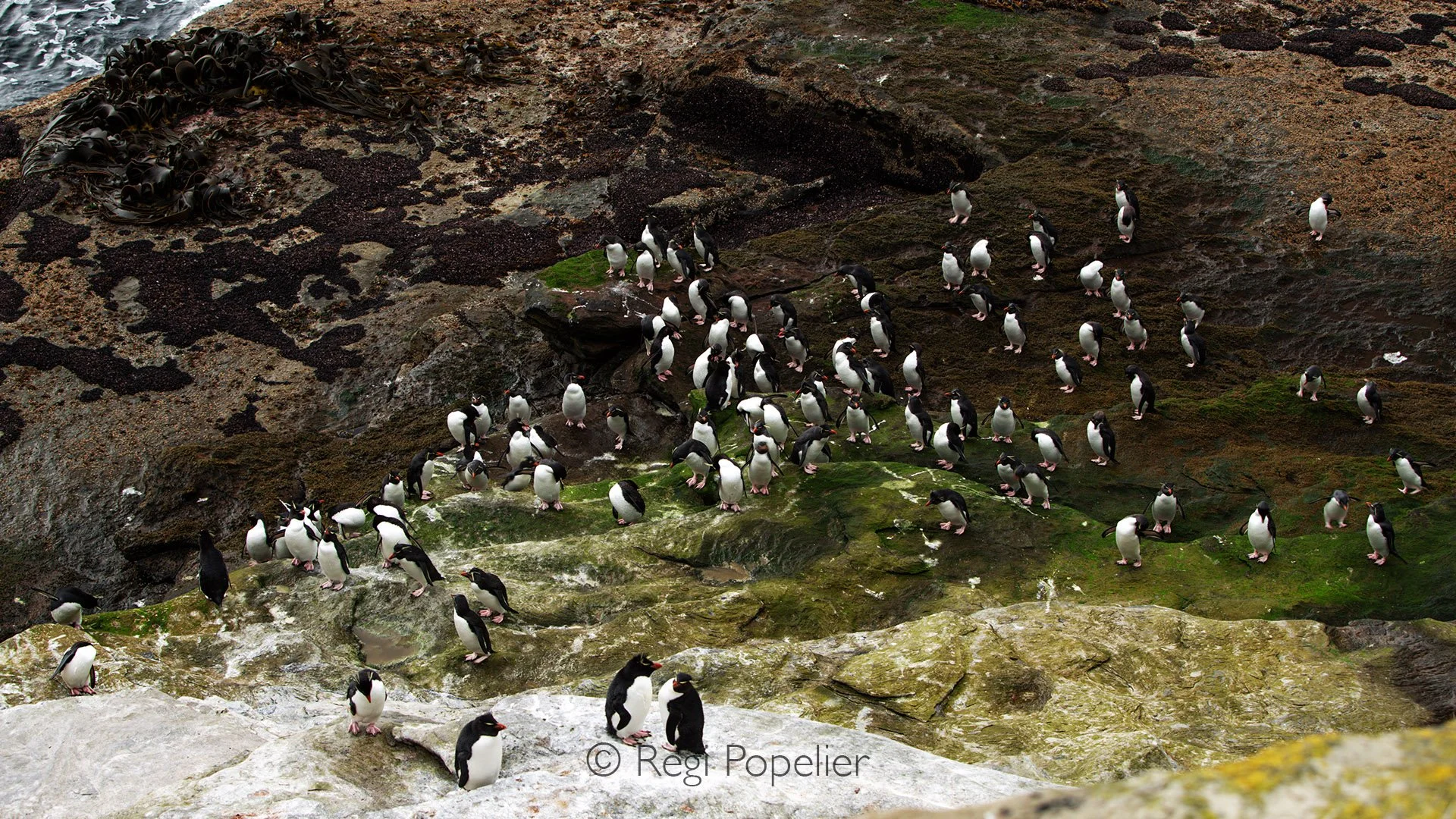 FAL037 - Colony of gentoo penguins after their arrival on land. the way up is long and high , demanding serious efforts of these amazing animals.
