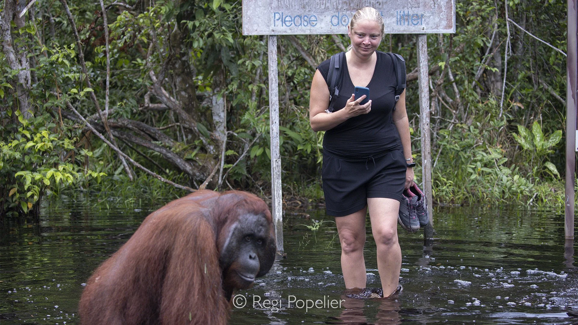 INDO075 - Our trip organizer, Nathalie, stood beside a male Urang utang  at a crossing point,  the water level was quite high, creating a striking and memorable scene.