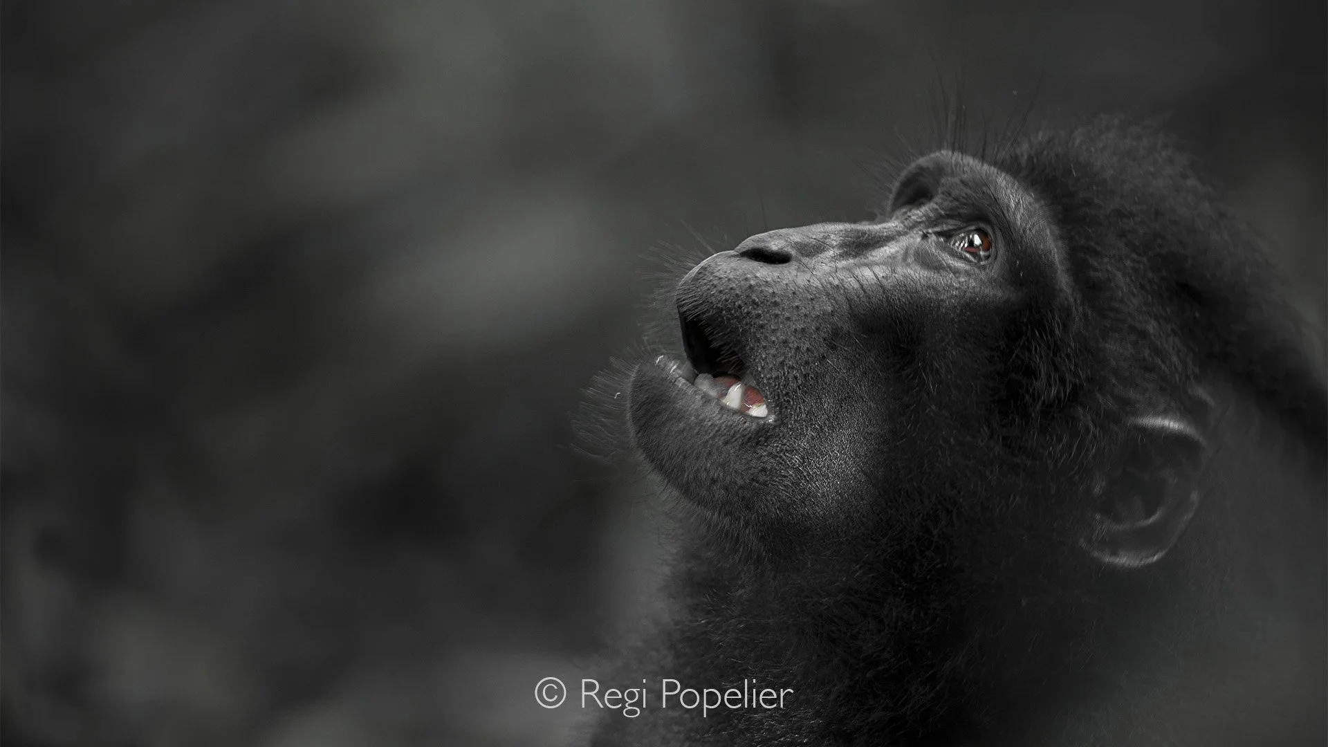 INDO039 - Artistik image of a black crested macaque in Tangkoko. 