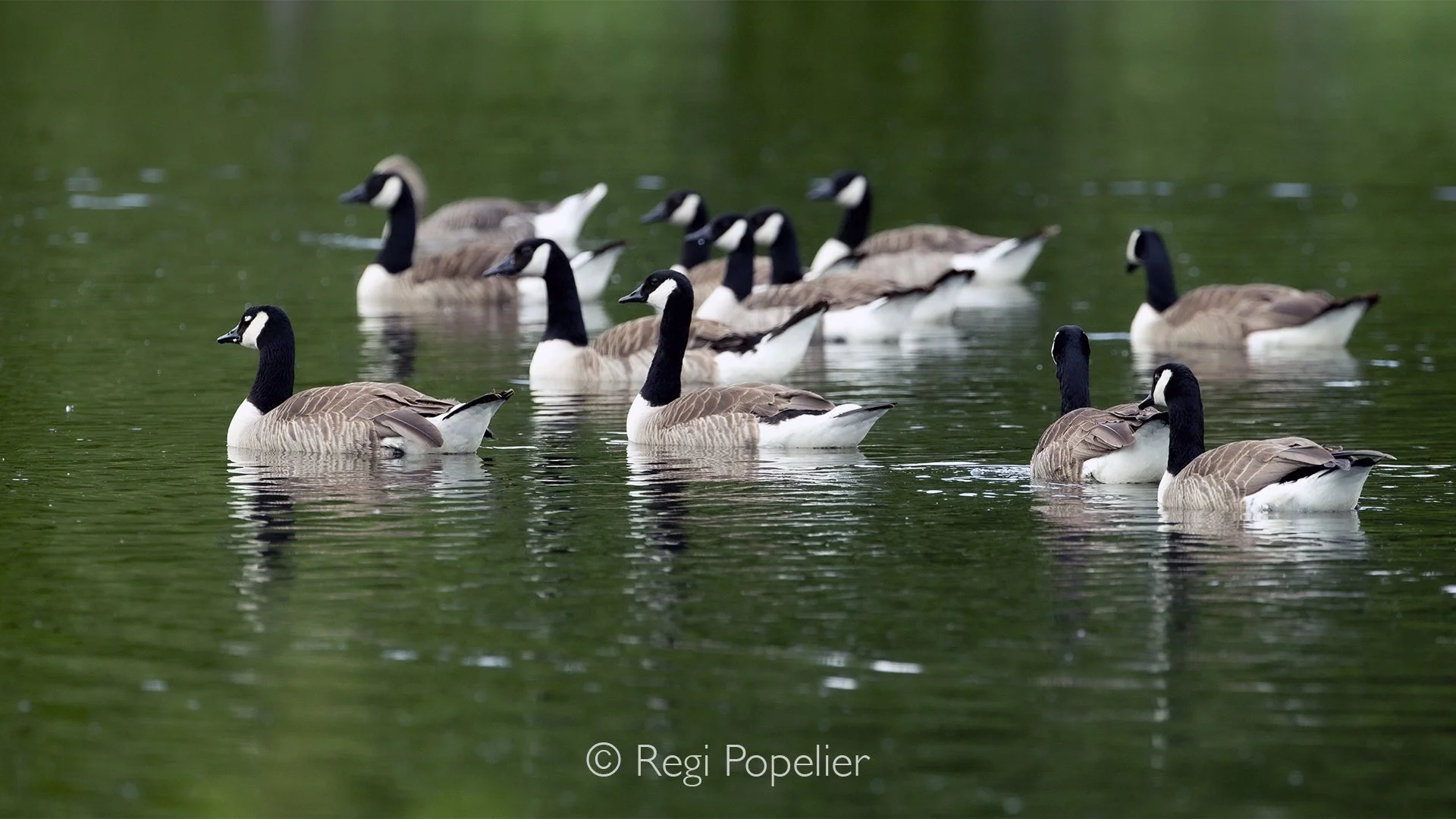 Scotland064 - A group of Canada geese glides peacefully across the calm lake. 