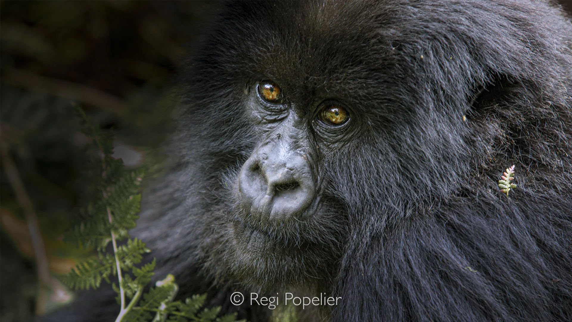 RWANDA022  - Kneeling quietly behind my camera, I become almost invisible as the gorilla family continues feeding, grooming and playing only a short distance away. It is a privilege earned through patience, respect and careful guidance from experienc