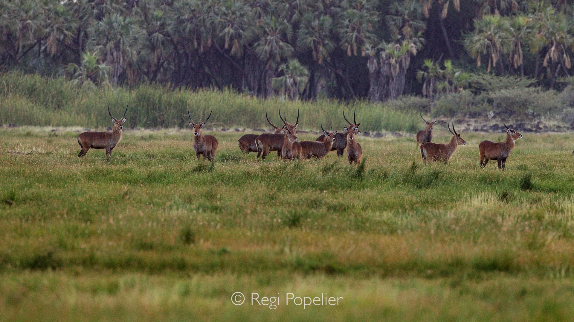 ETH055 - Group of waterbuck in front of a nice backdrop in awash NP