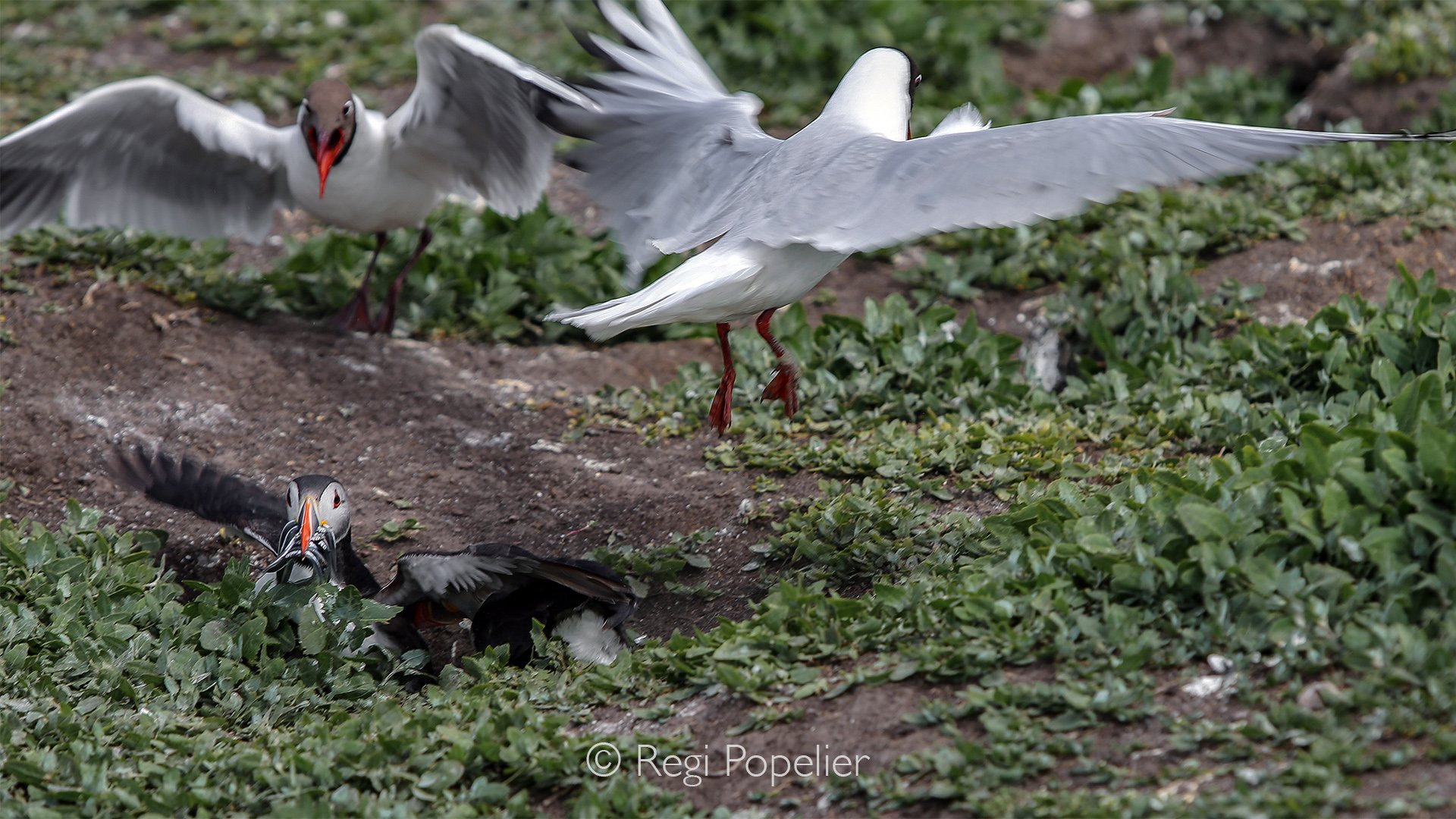 Scotland026 - The danger does not end when a puffin touches down on the turf. Hungry gulls will physically track landing puffins, charging at them with open wings and sharp beaks to grab the sandeels right out of their mouths before the puffins can d