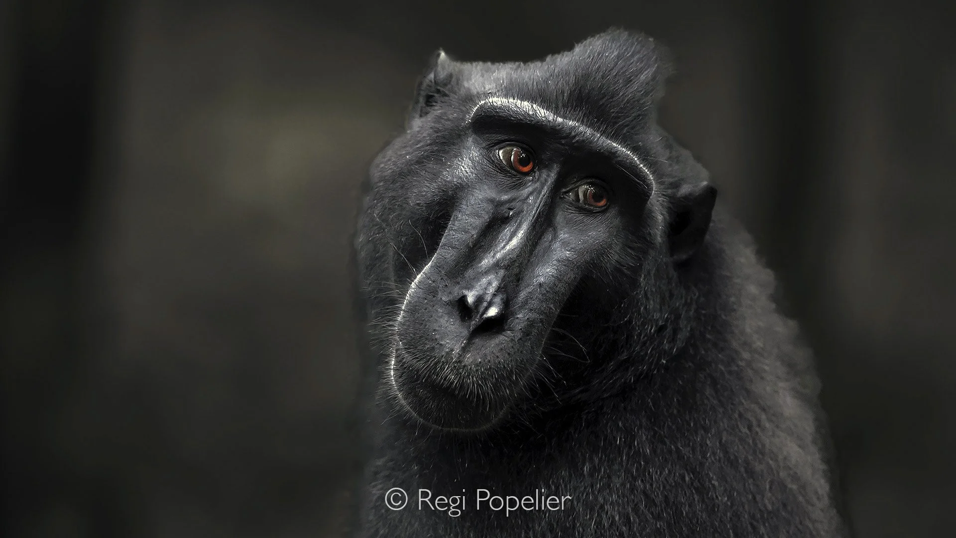 INDO044 - Another artistic image 