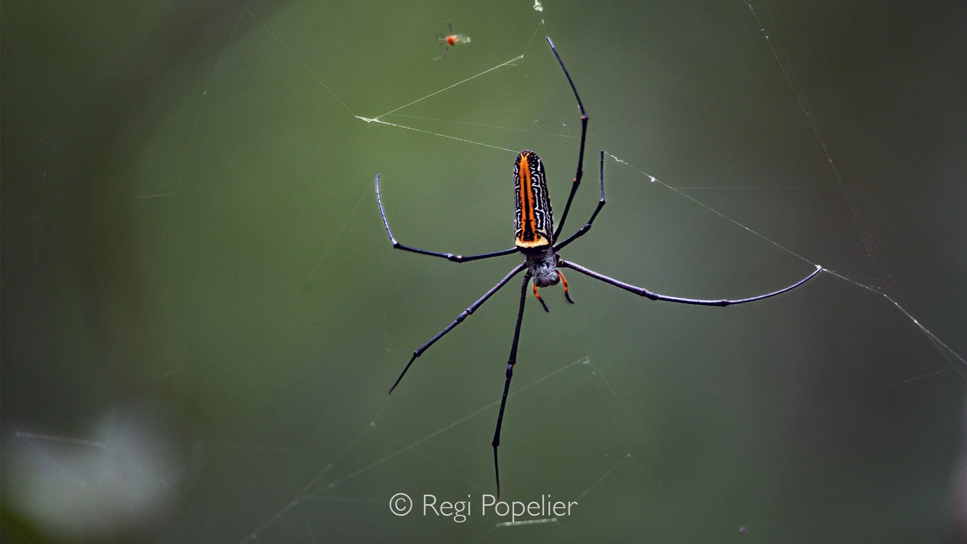 INDO038 - After some research, I believe this is a giant wood spider. The much smaller male can be seen clinging high on the left side of the web