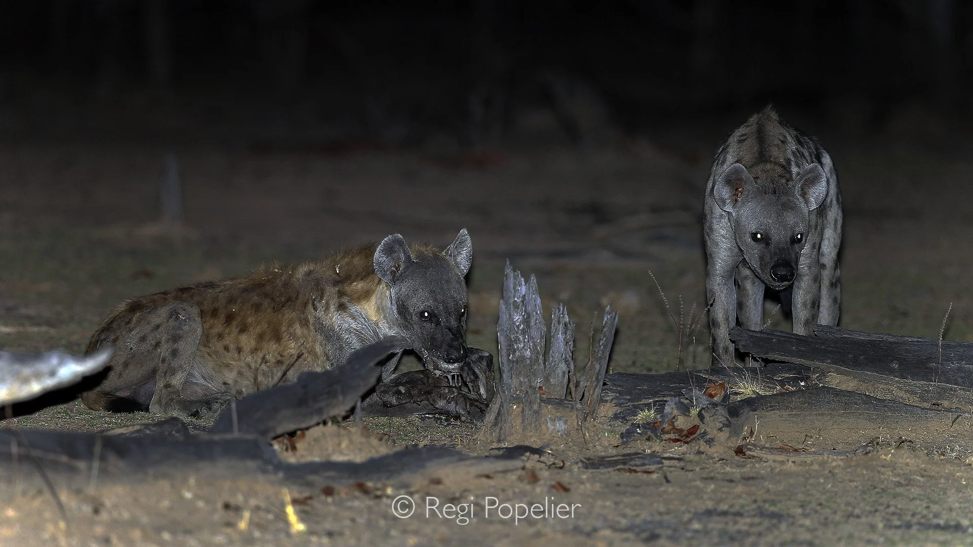 ZAMBIA020 -Hyeana feeding on left overs, image taken while on a night safari  