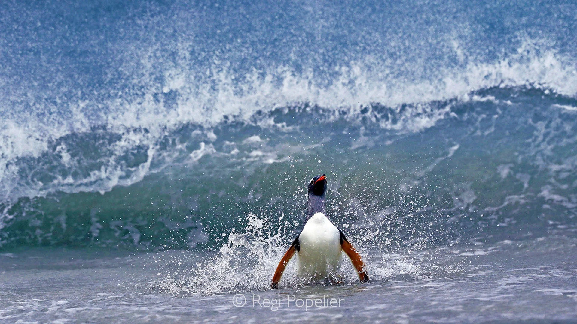 FAL010  -  Capturing motion and resilience: a gentoo penguin coming out of the strong, dashing waves.