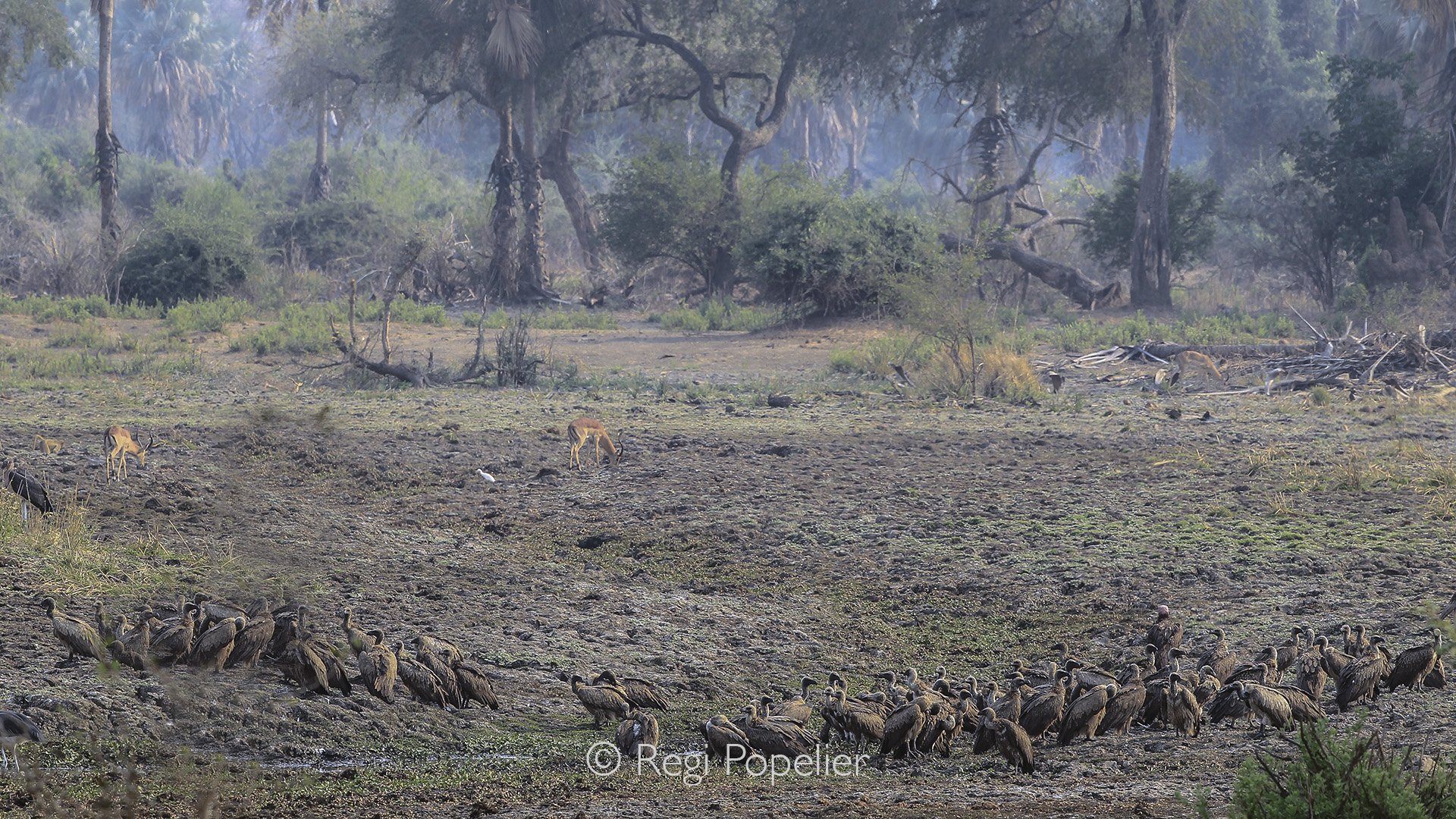 ZAMBIA034 -Gathering of vultures.  