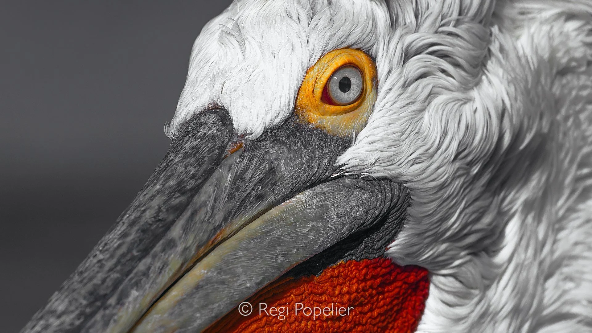 GRE001 - Up close, the Dalmatian pelican reveals its true character,  silvery white feathers, a piercing gaze, and an imposing bill that conveys both strength and vulnerability.
