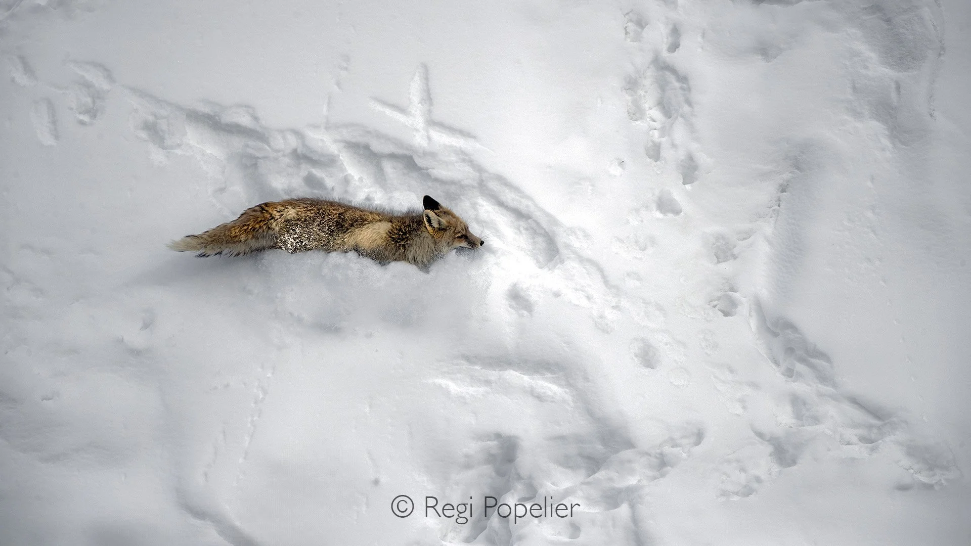 HIMA024 - Himalayan Fox in his descend deep in the snow .