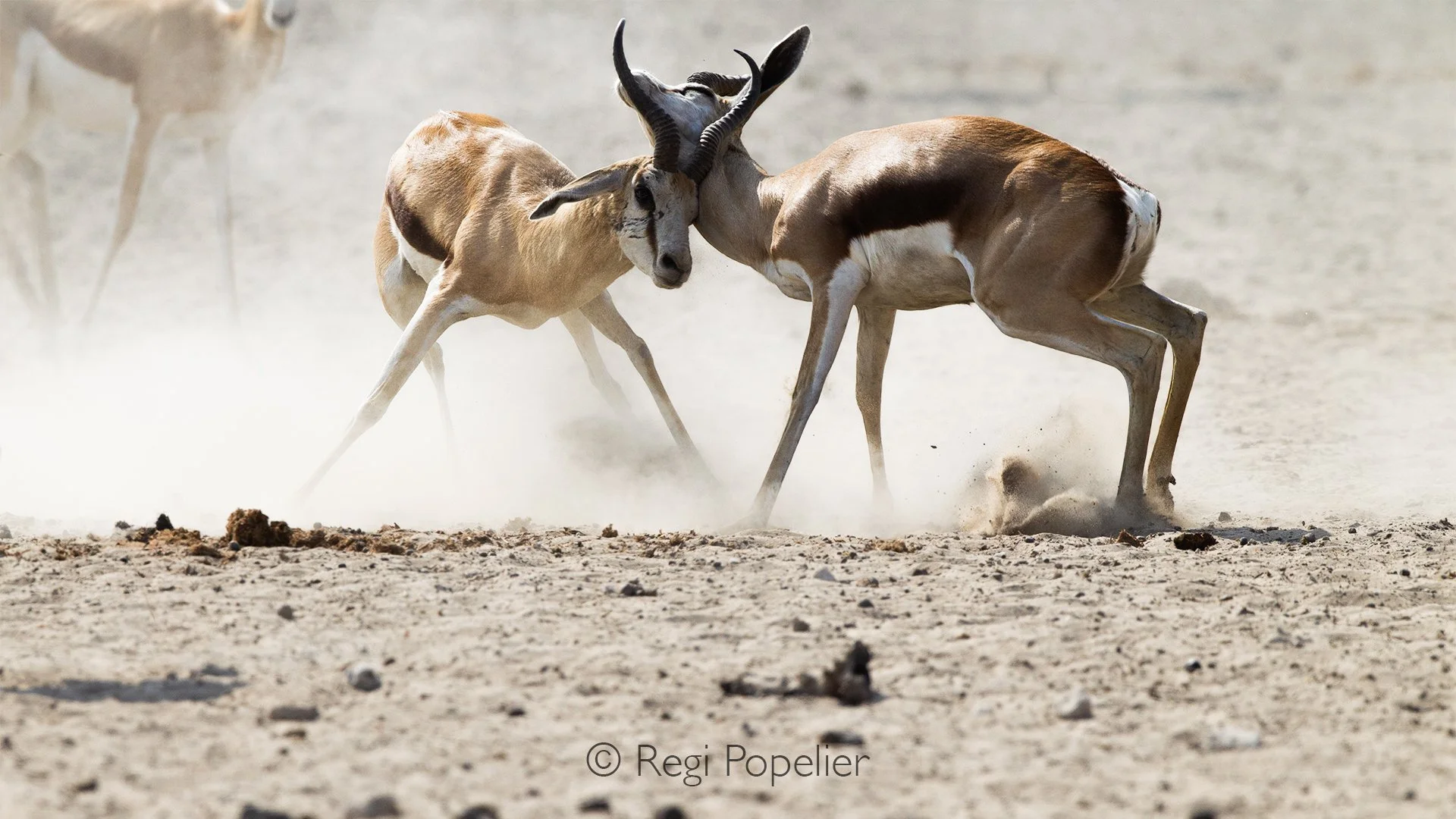 Namibia097 - This high speed action shot highlights how localized territory disputes erupt in seconds. The swirling desert dust, illuminated by the bright sun, acts as a natural visual diffuser. It isolates the locked, curved horns and muscular necks